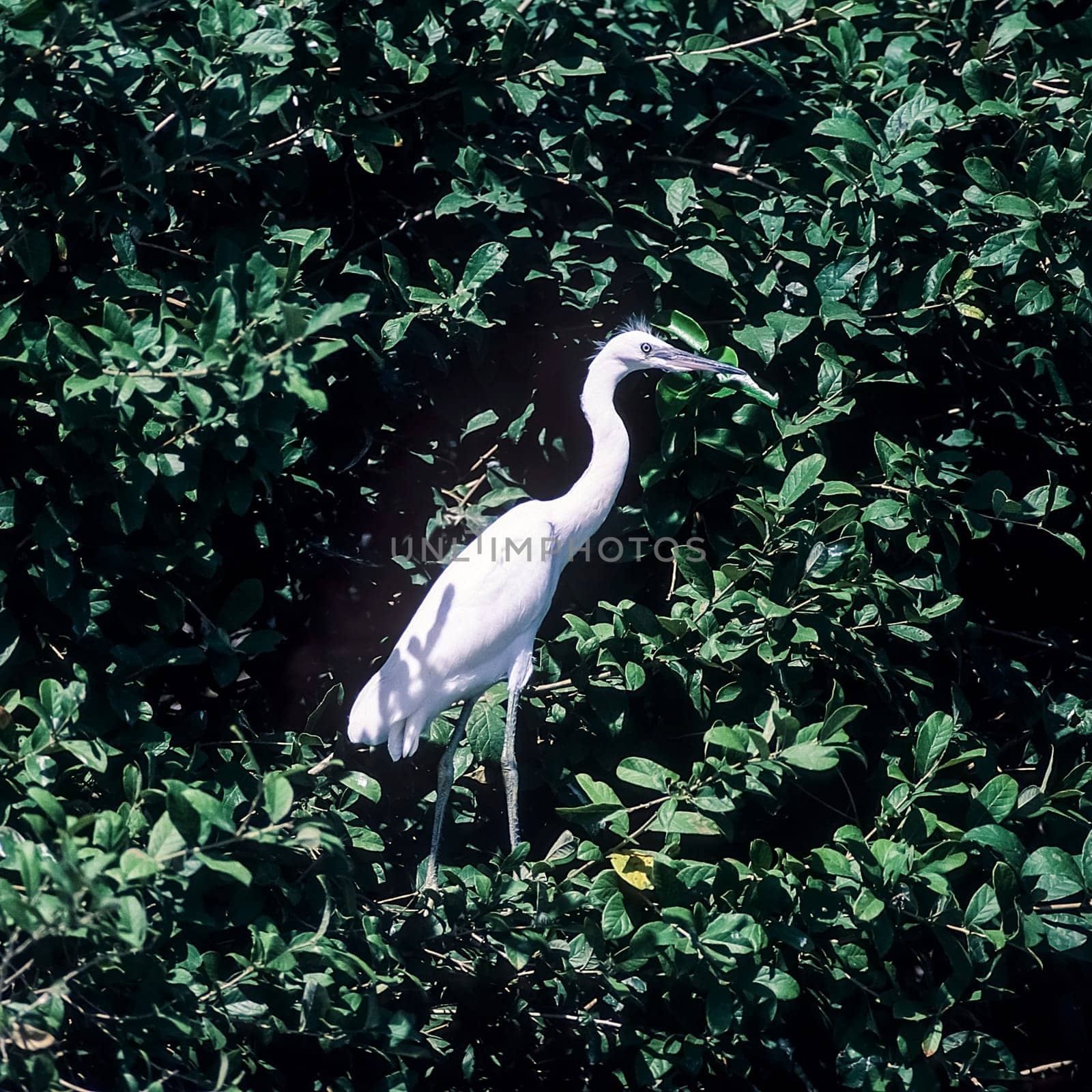 Great White Egret (Egretta alba), Selous Game Reserve, Morogoro, Tanzania, Africa