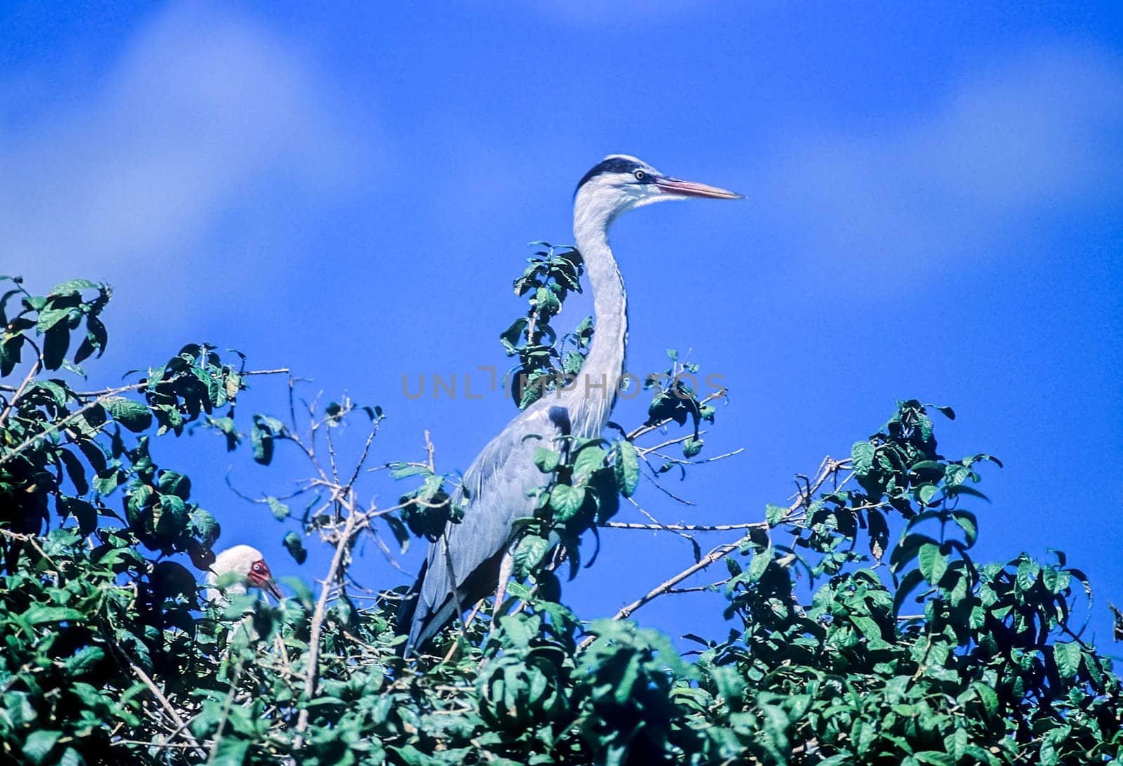 Grey Heron (Ardea cinerea), Selous Game Reserve, Morogoro, Tanzania, Africa
