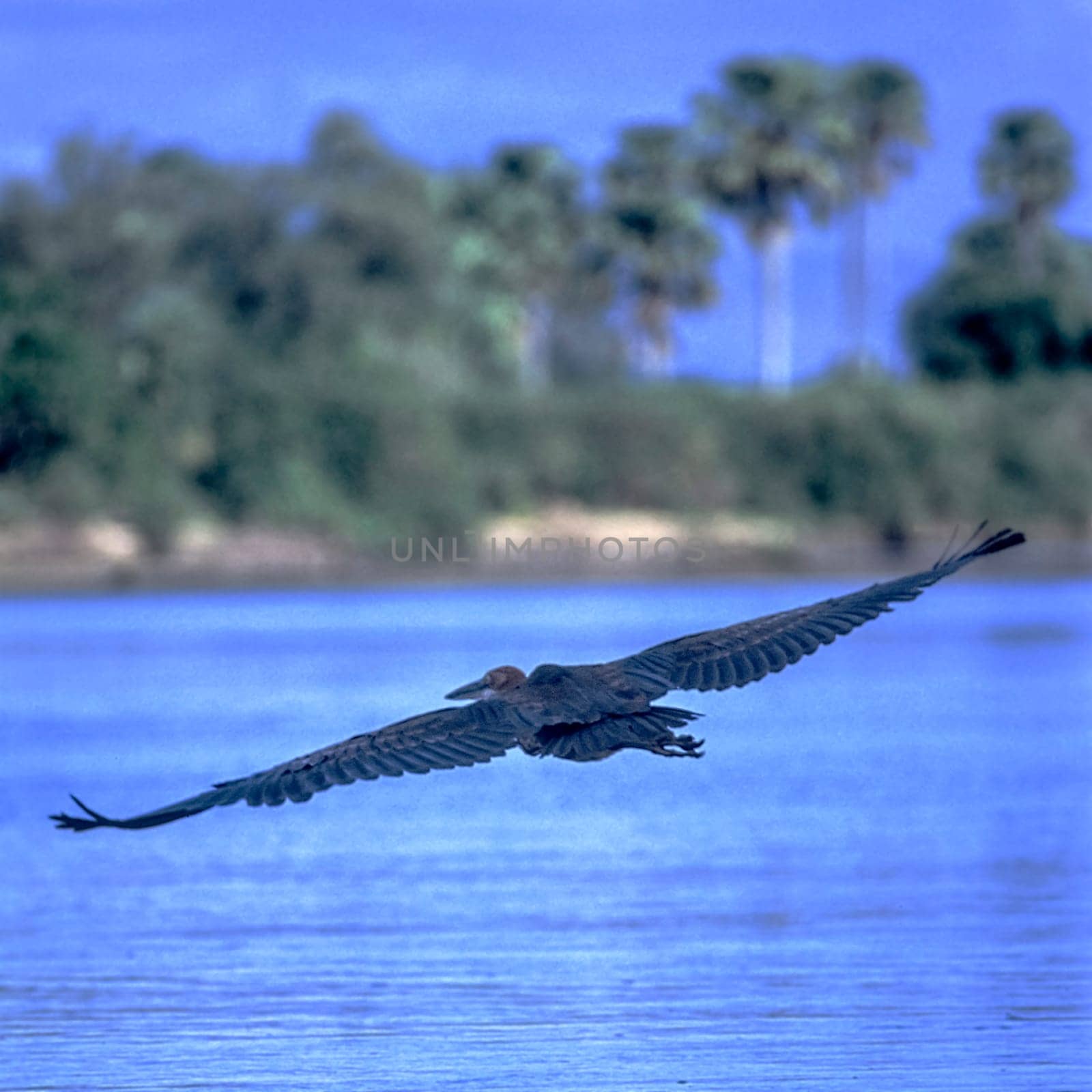 Purple Heron (Ardea purpurea), Selous Game Reserve, Morogoro, Tanzania, Africa