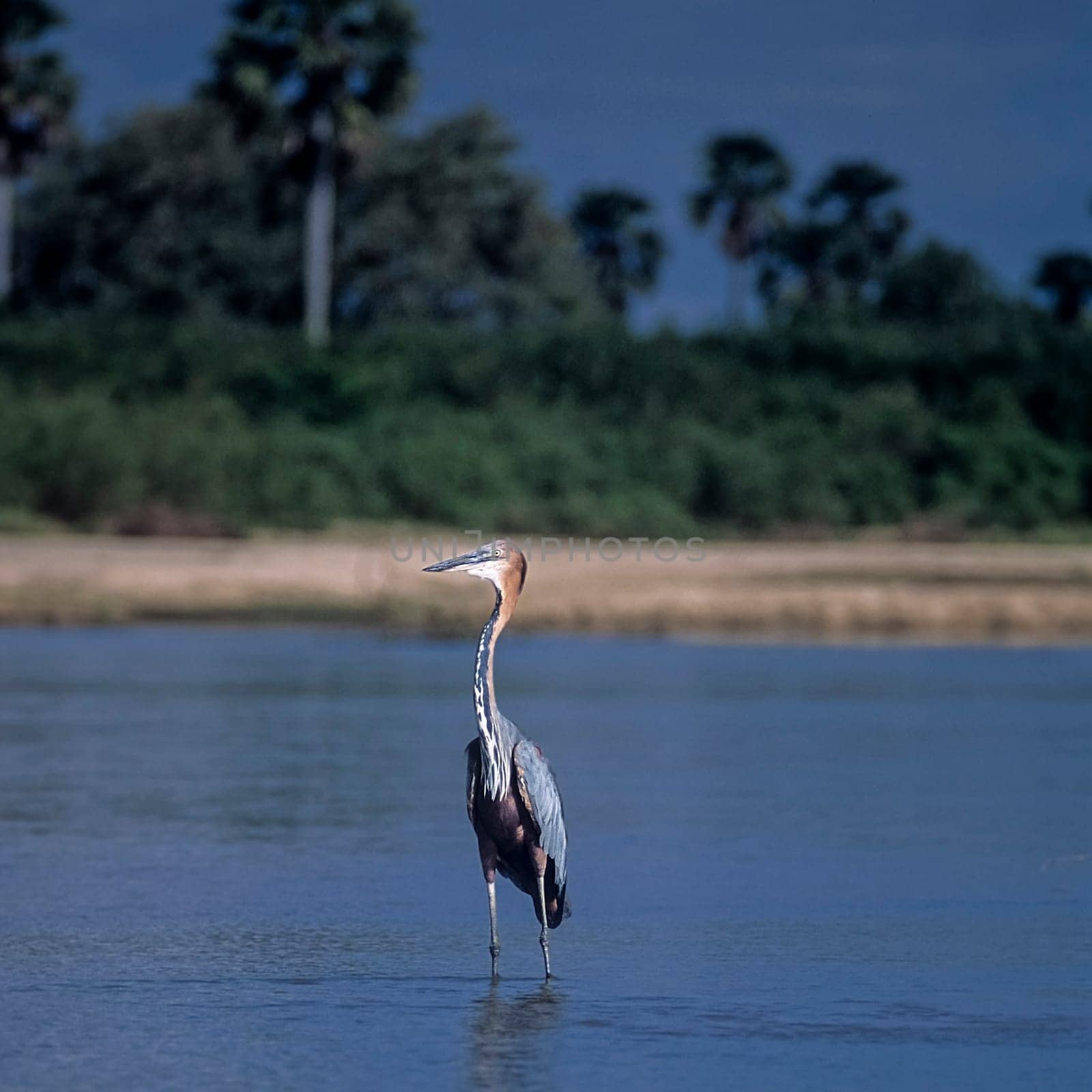 Goliath Heron (Ardea goliath), Selous Game Reserve, Morogoro, Tanzania, Africa