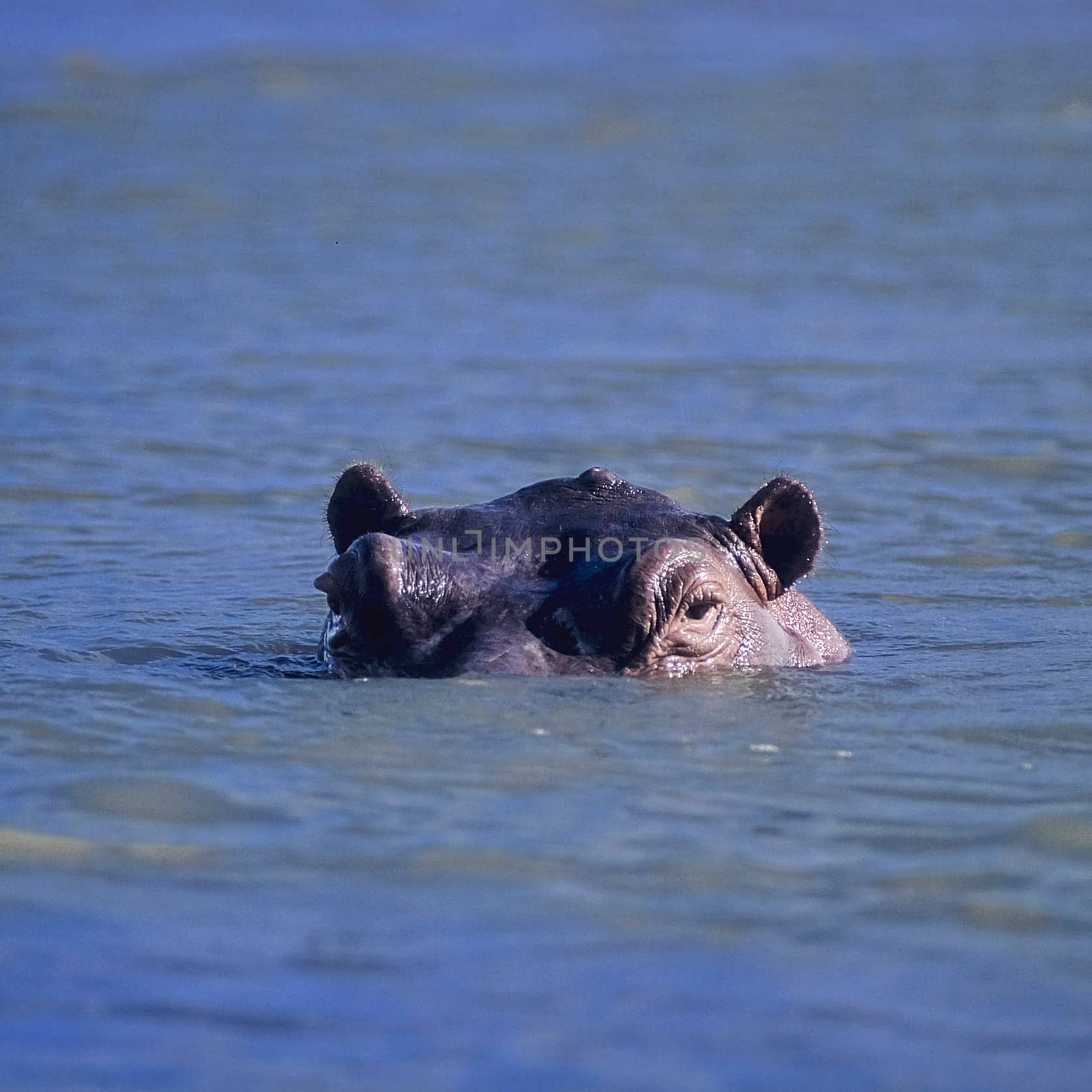 Hippopotamus (Hippopotamus amphibius), Selous Game Reserve, Morogoro, Tanzania, Africa