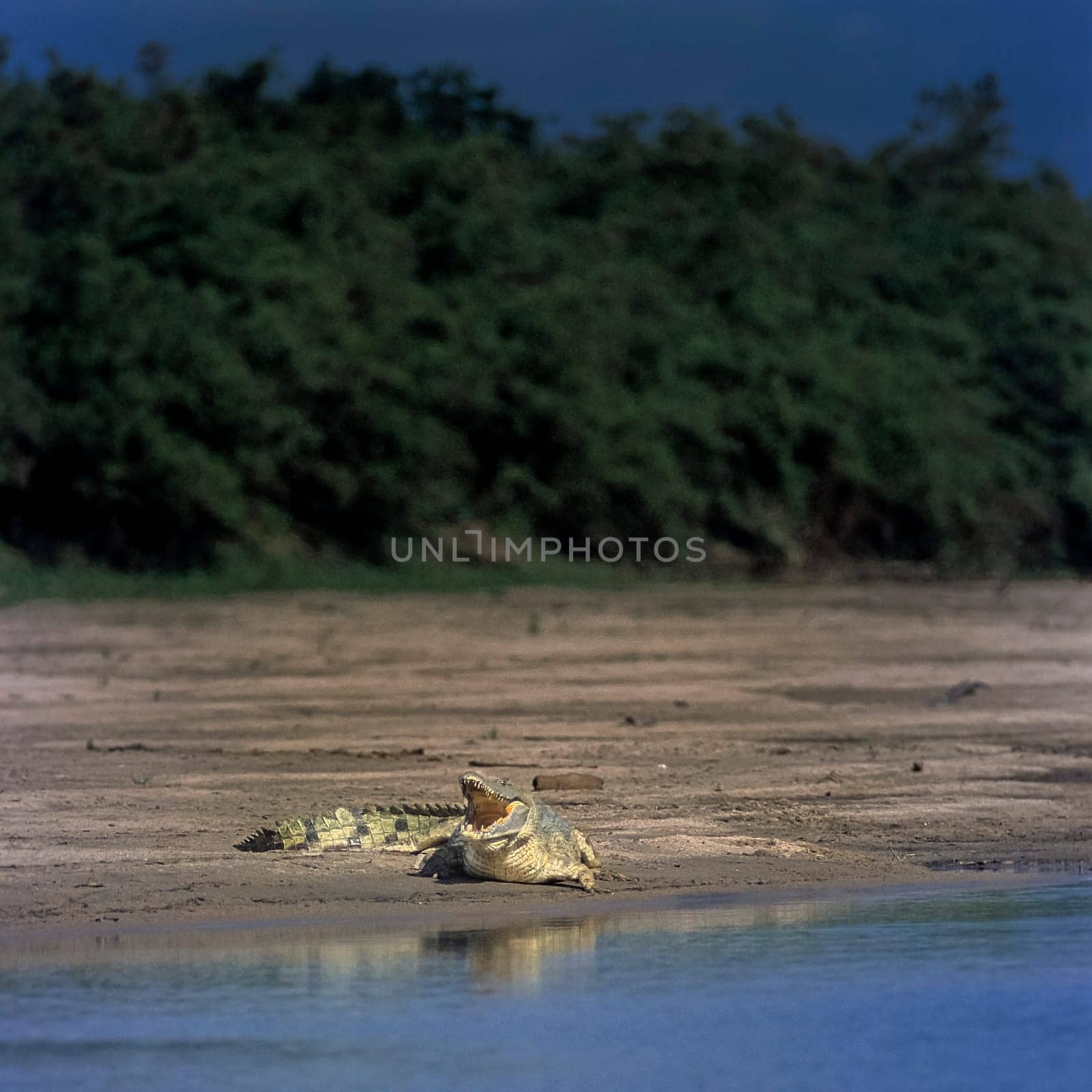 Nile Crocodile (Crocodylus niloticus), Selous Game Reserve, Morogoro, Tanzania, Africa