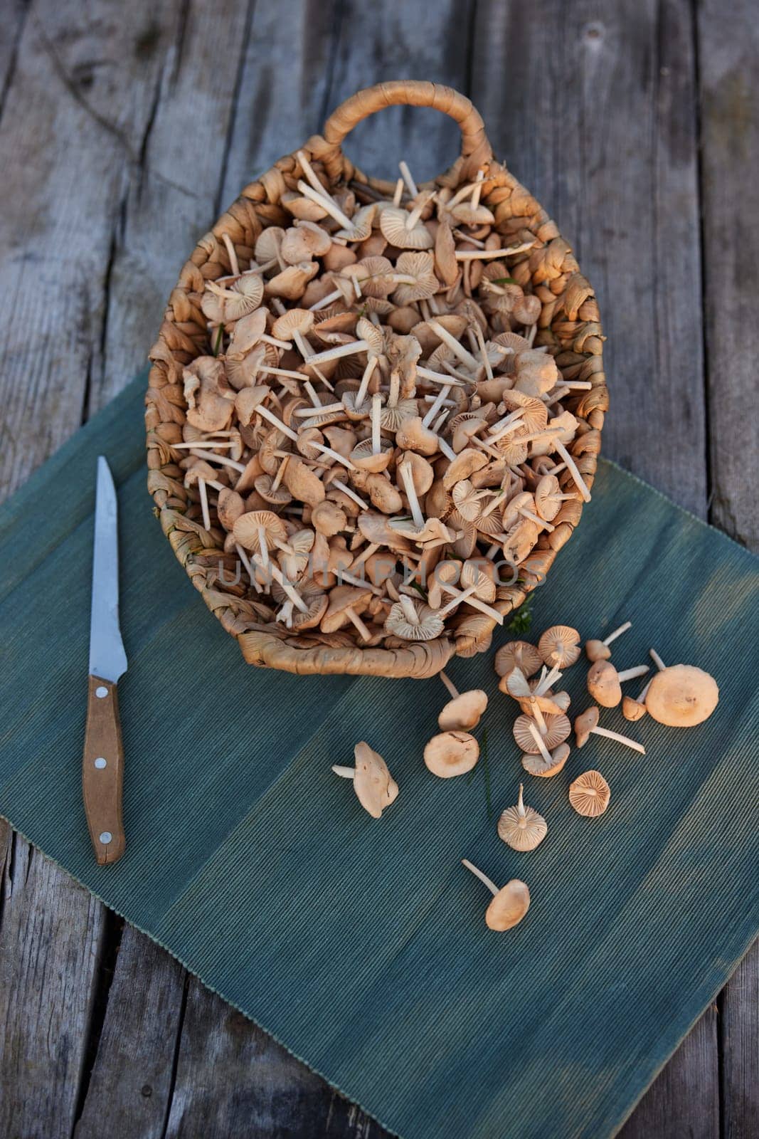 photograph of a basket with mushrooms and a nearby knife by Vichizh