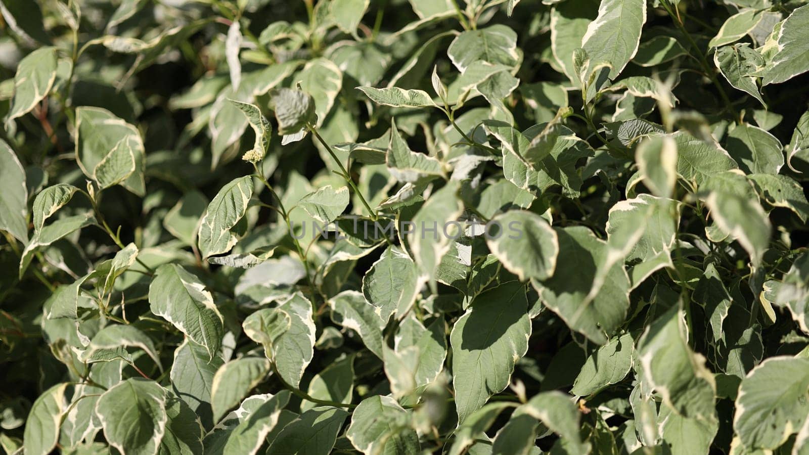 Silver and Gold Red-osier Dogwood leaves - Latin name - Cornus sericea Silver and Gold