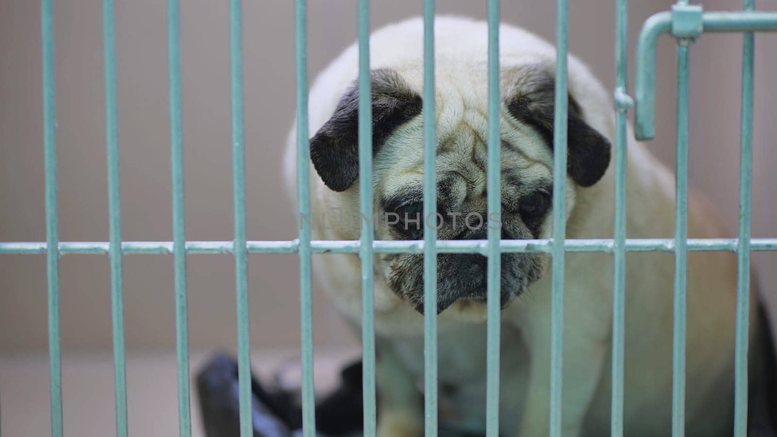 An old fat pug in a cage at the vet clinic
