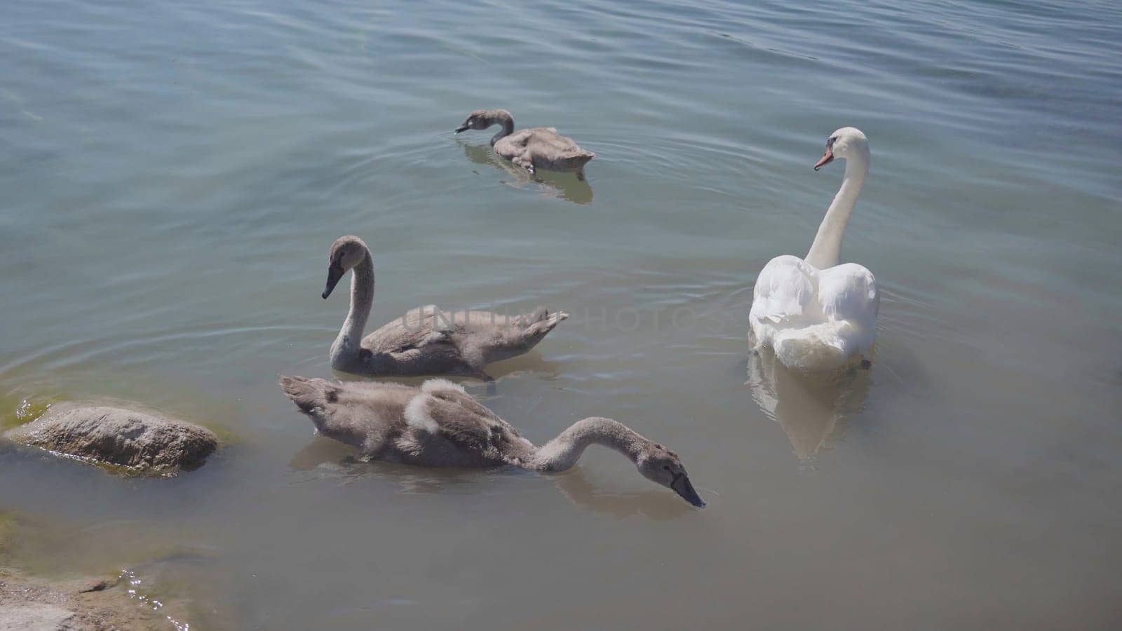 A swan with chicks swimming close to shore