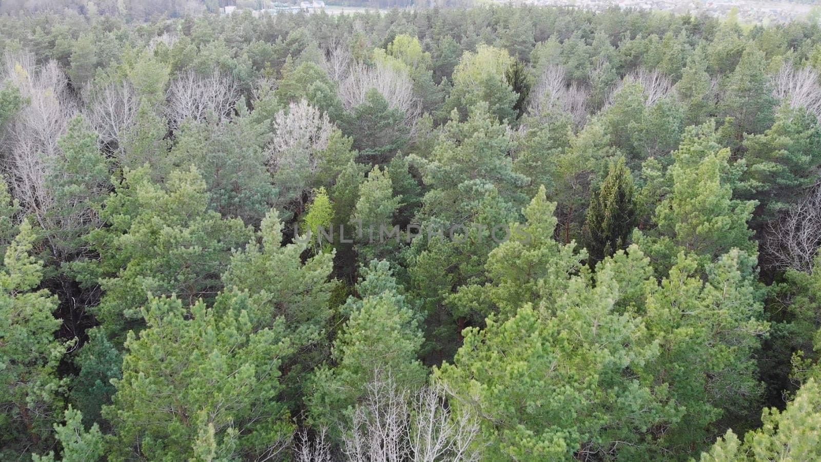 Spring green forest. Drone slow video view