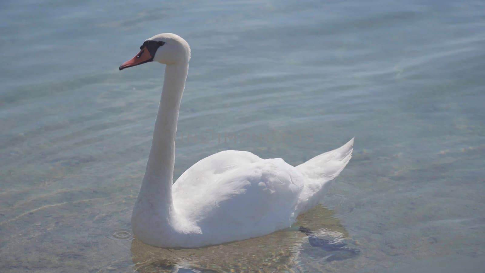 A swan close to shore in summer day
