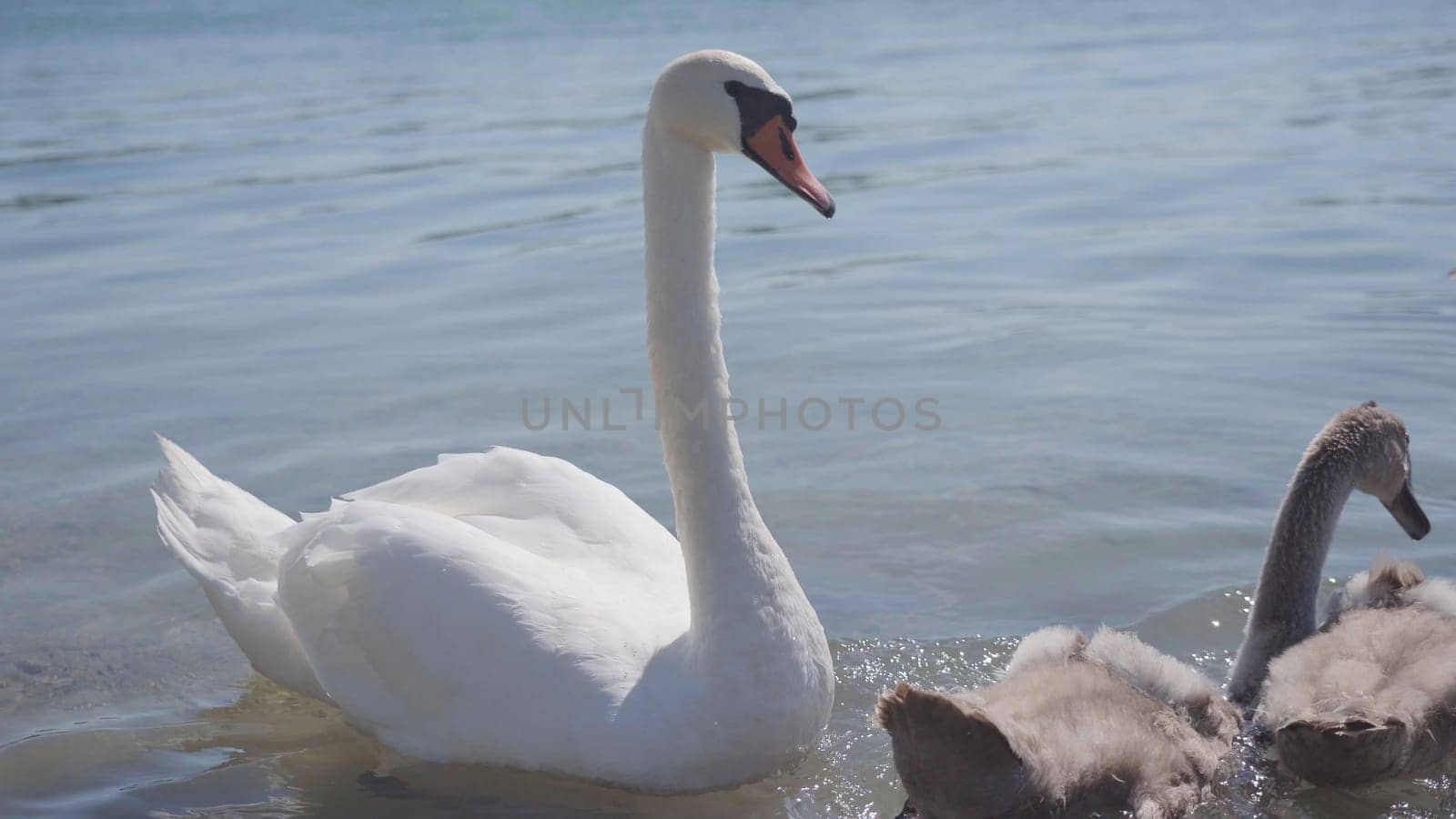 A swan with chicks swimming close to shore