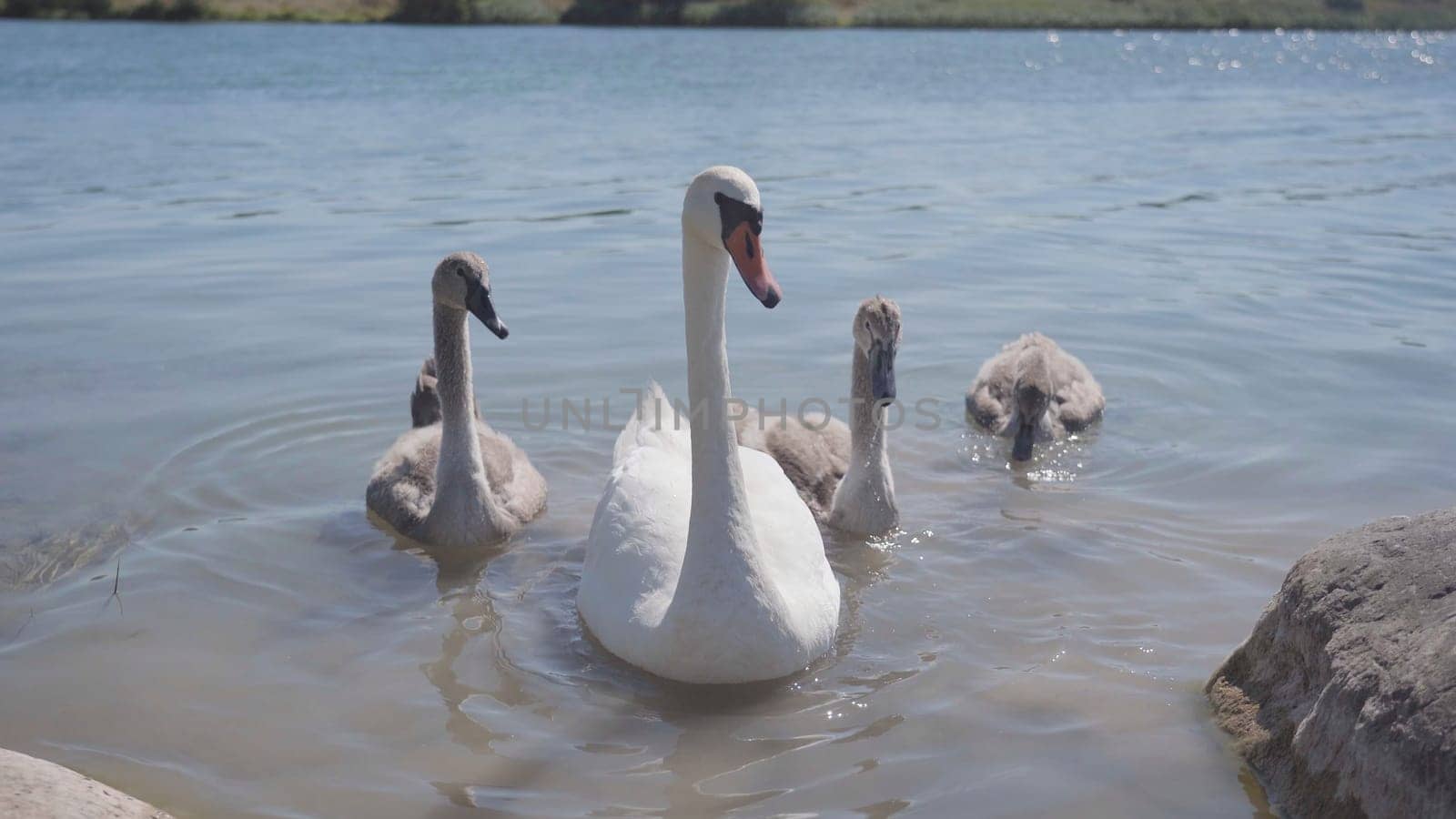 A swan with chicks swimming close to shore