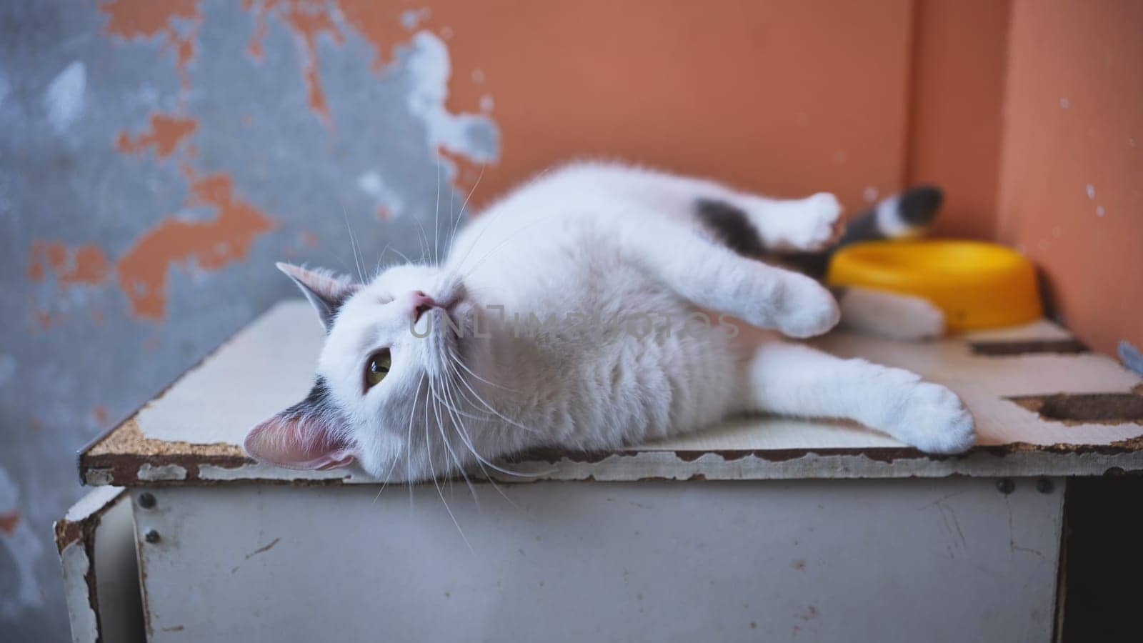 The one-eyed white cat is disabled