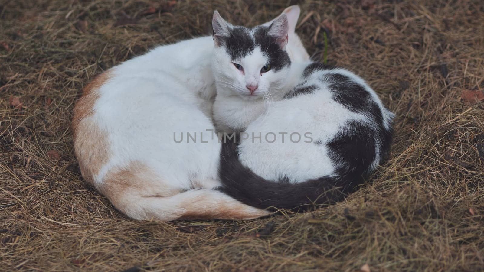 Two stray cats sleeping in the hay