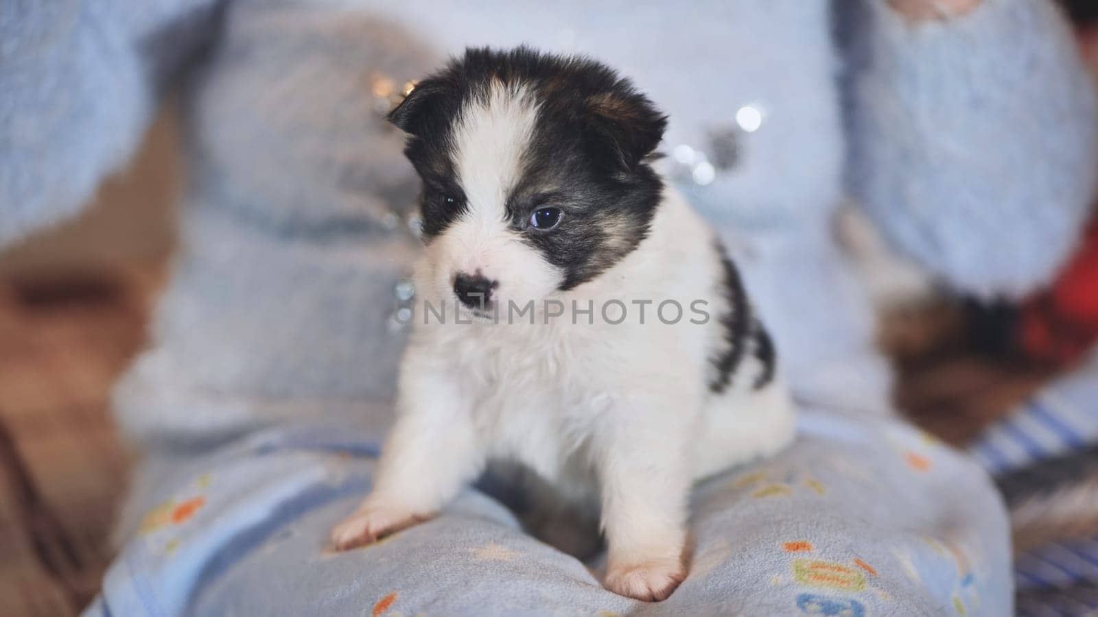An ordinary breed puppy in the arms of a woman