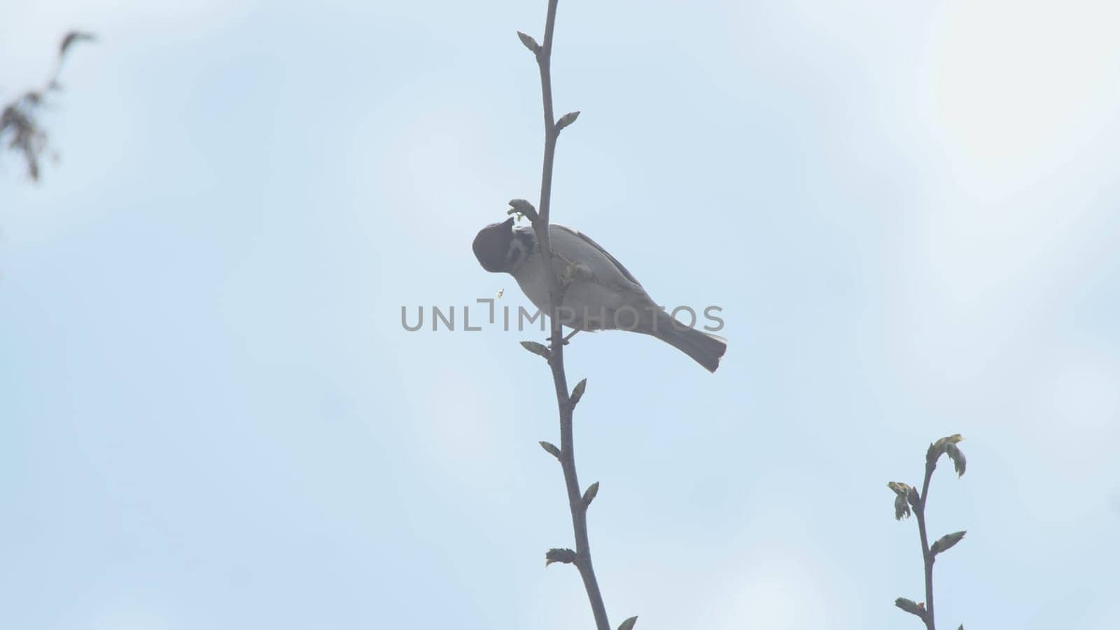 A sparrow on a branch eats buds in spring