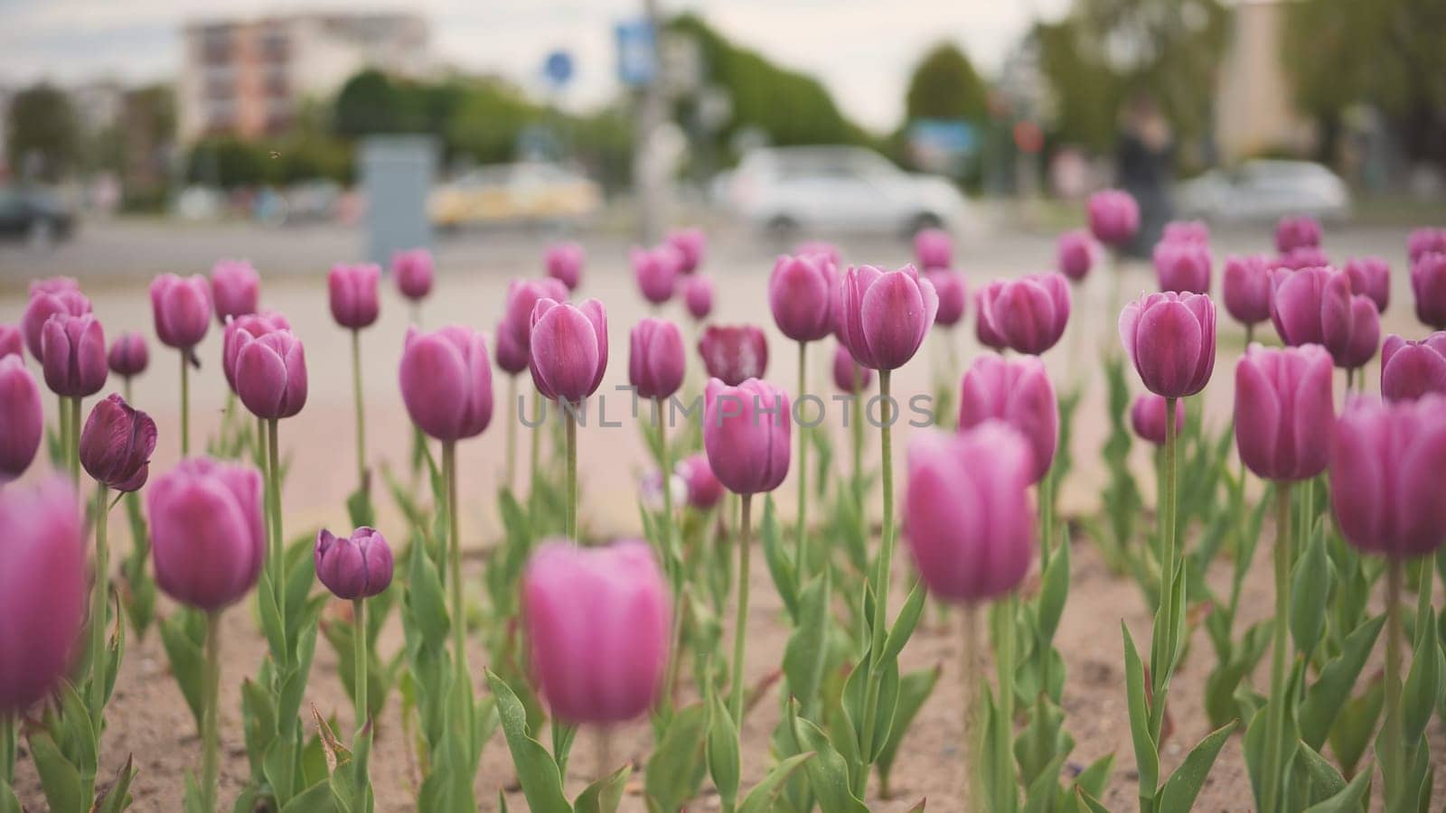 Pink tulips in a flowerbed in the city