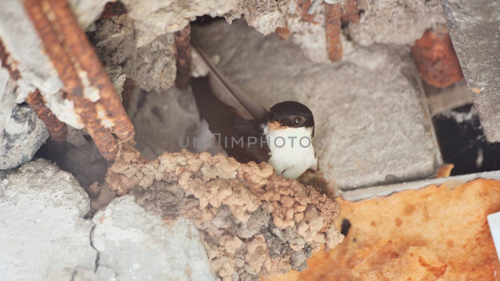 A swallow is nesting on the balcony of an apartment building