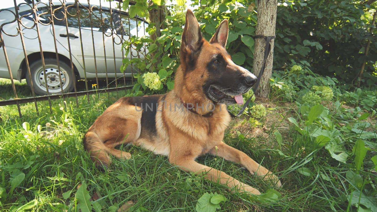 A German shepherd lying on the grass
