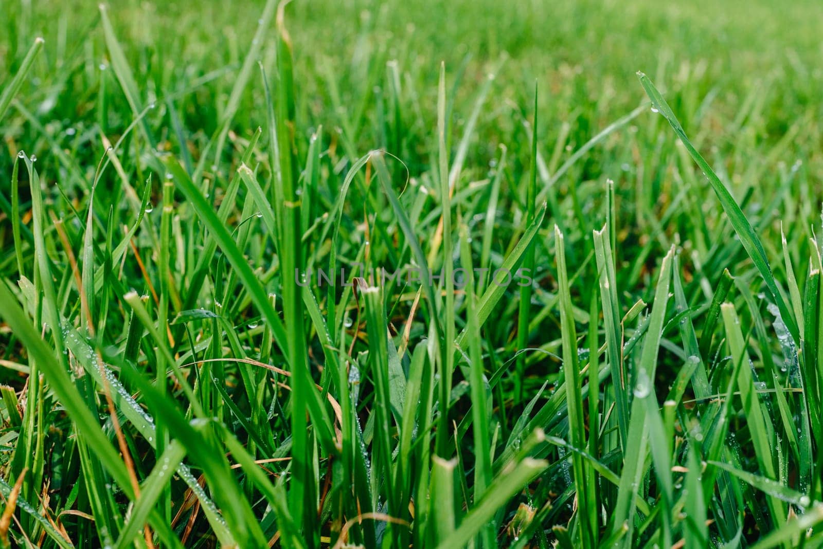 Close up of fresh thick grass with water drops in the early morning. Closeup of lush uncut green grass with drops of dew in soft morning light by Andrii_Ko