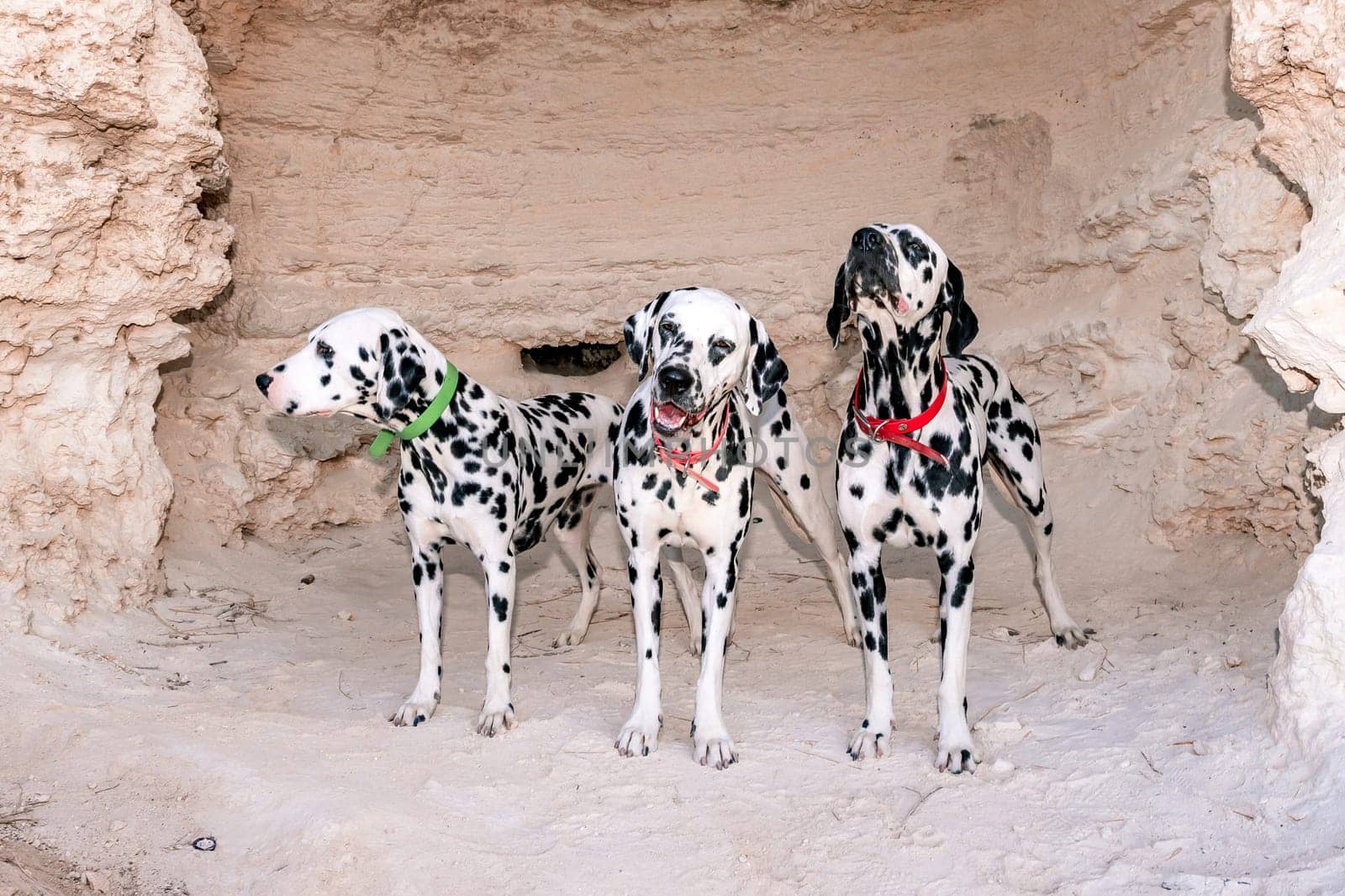 Portrait of three beautiful young Dalmatian dogs standing in a cave.