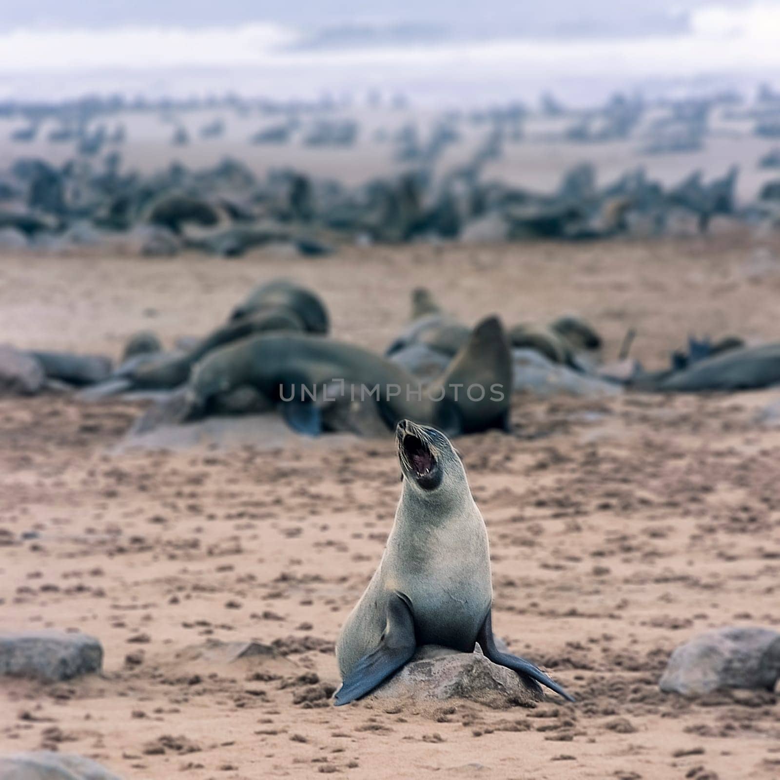 Cape Fur Seal, (Arctocephalus pusillus), Africa, Namibia, Erongo, Cape Cross