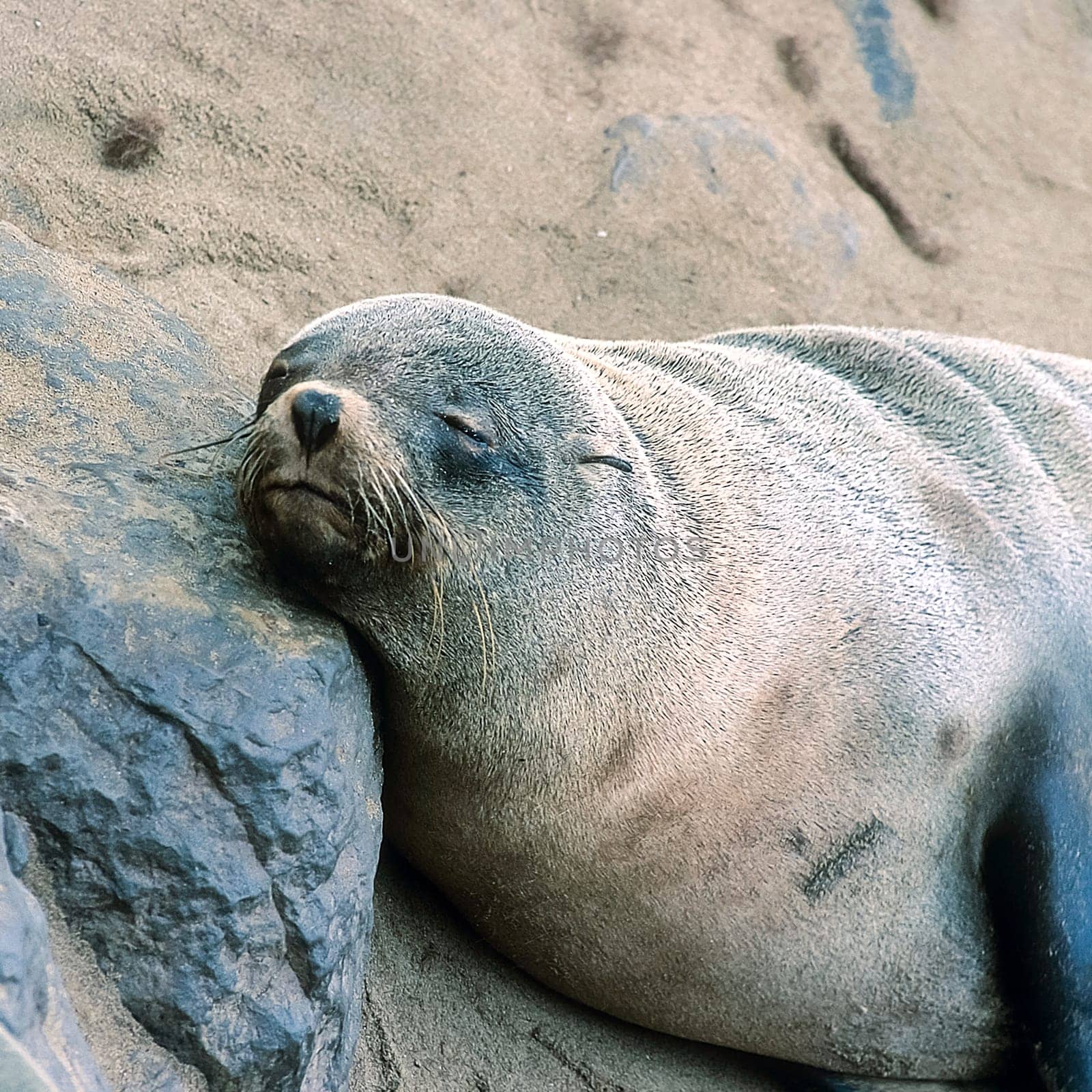 Cape Fur Seal, (Arctocephalus pusillus), Africa, Namibia, Erongo, Cape Cross