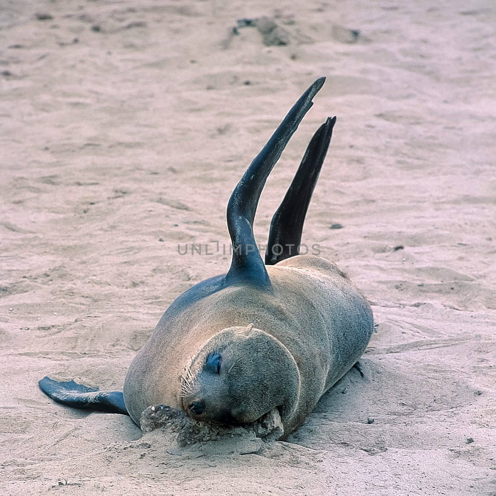 Cape Fur Seal, (Arctocephalus pusillus), Africa, Namibia, Erongo, Cape Cross