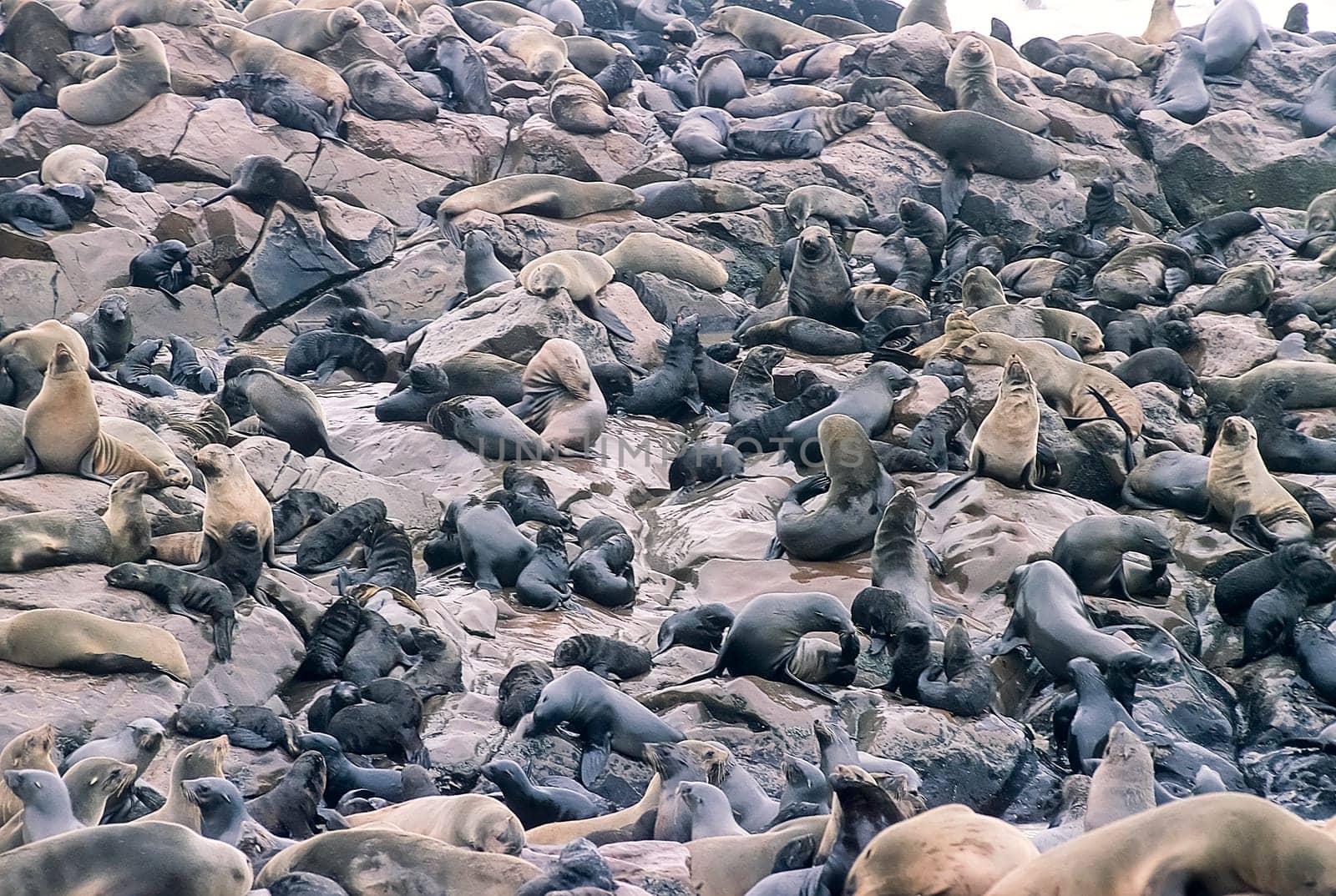 Cape Fur Seal, (Arctocephalus pusillus), Africa, Namibia, Erongo, Cape Cross