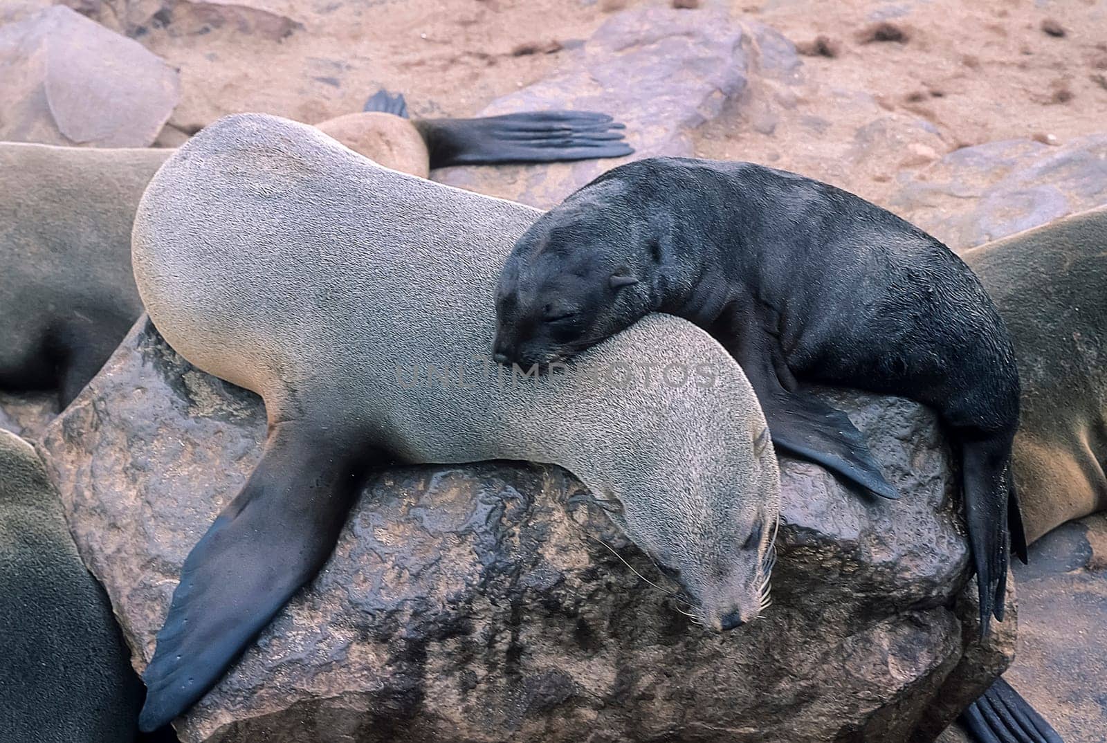 Cape Fur Seal, (Arctocephalus pusillus), Africa, Namibia, Erongo, Cape Cross