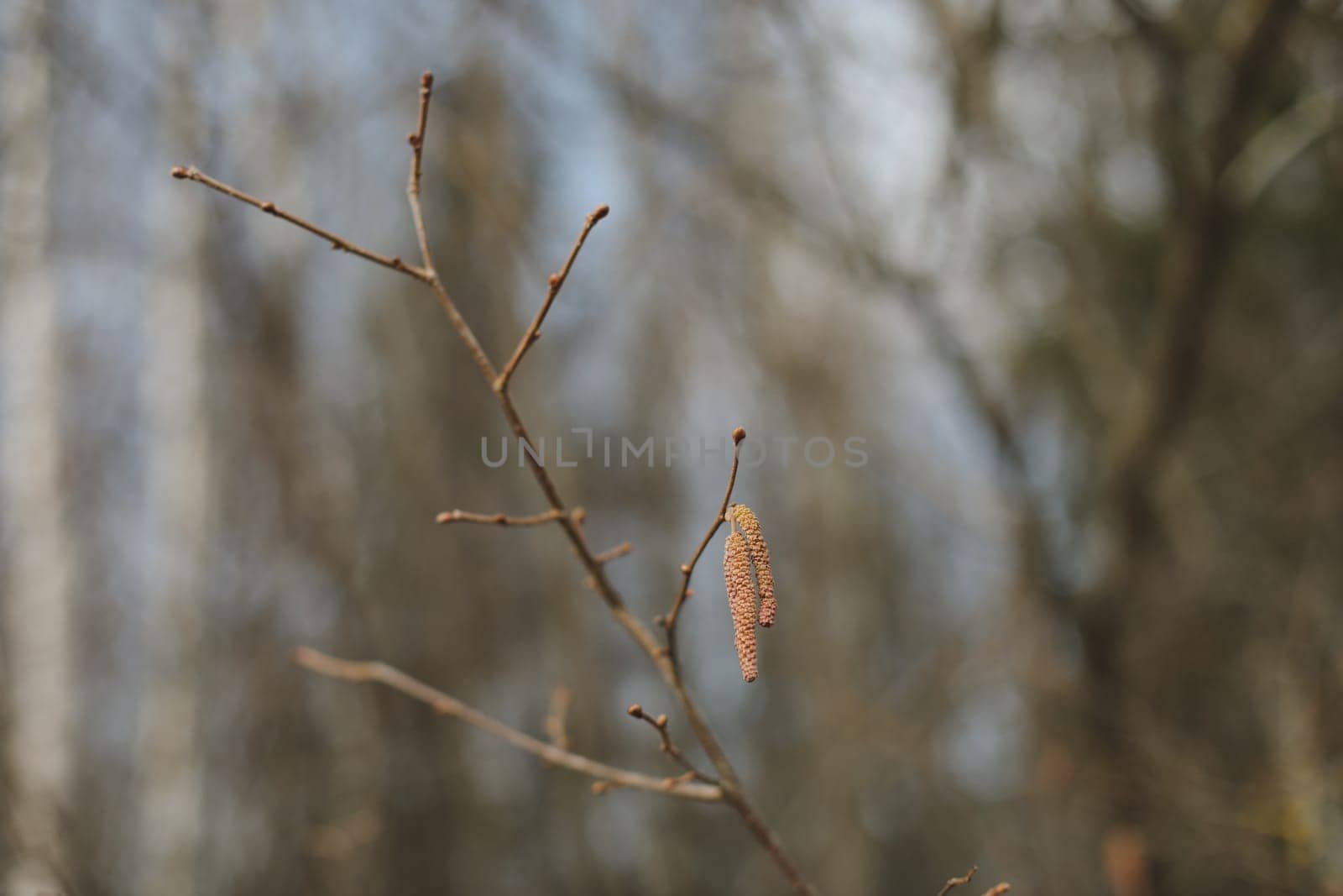 Close-up of birch chains. Birch buds in spring, on a branch. Earrings with yellow birch buds on the blurred nature background