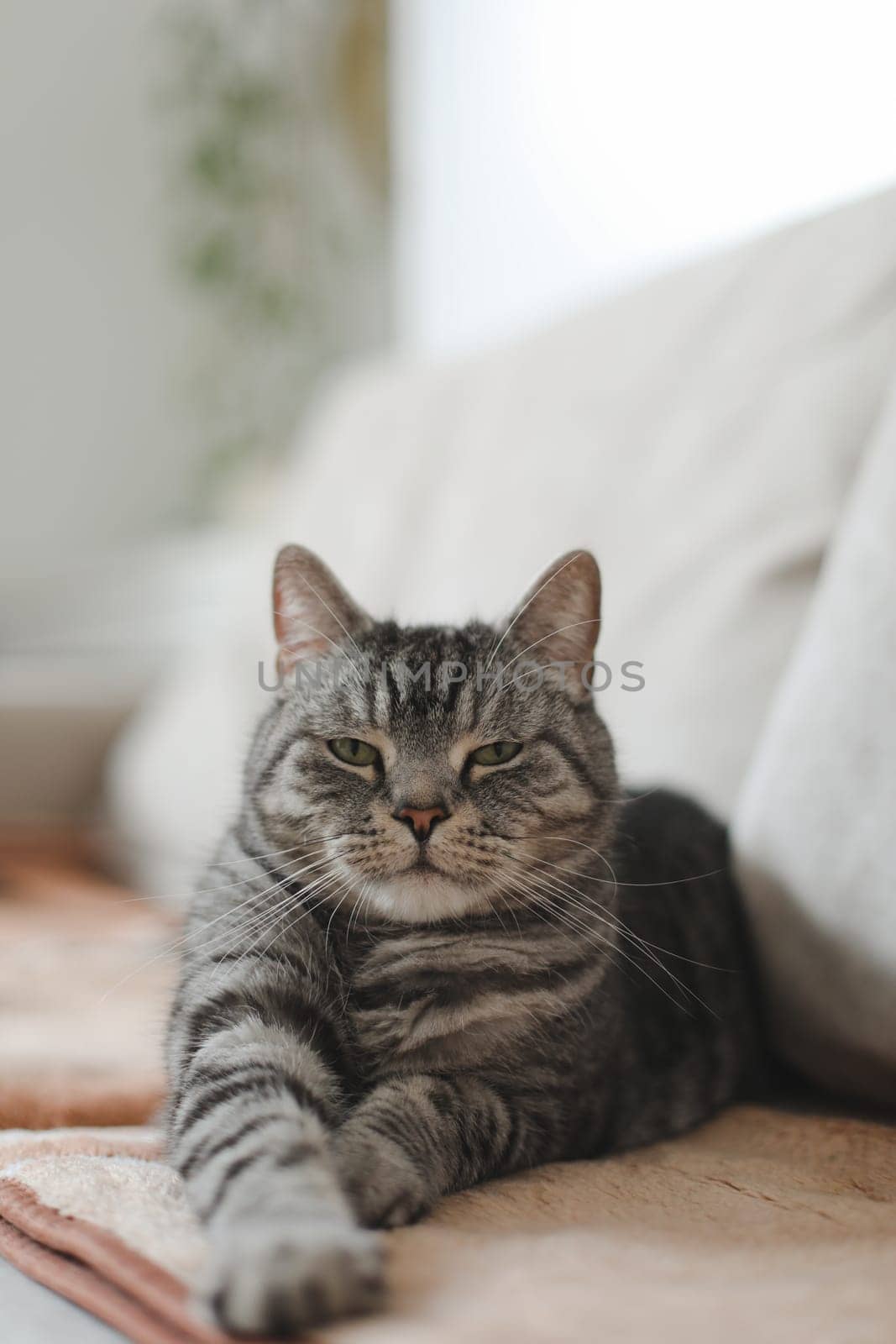 adorable shorthair gray tabby cat relaxing on bed