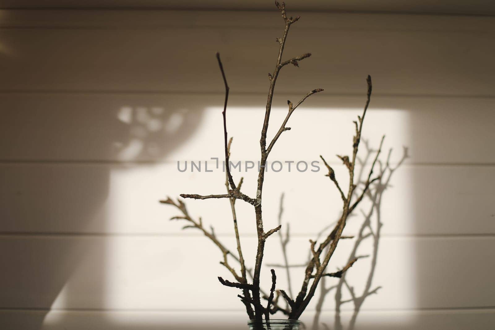 Dried bare curved tree branches in a vase on white background, Ikebana Style Still Life