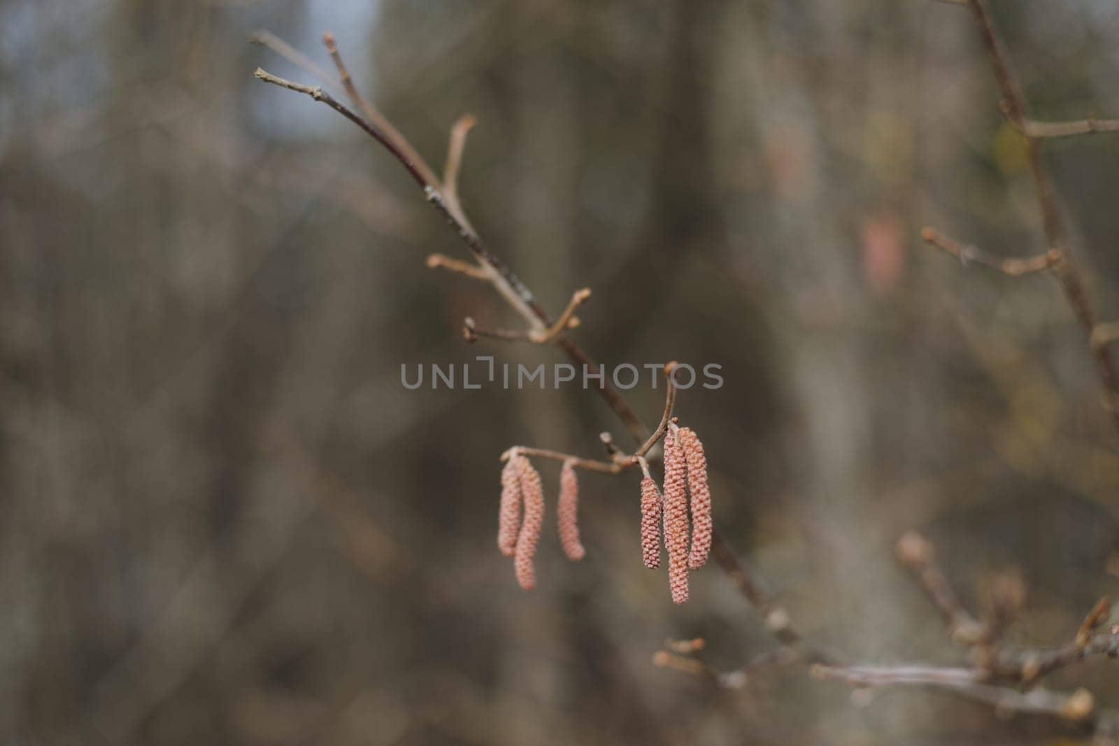 Close-up of birch chains. Birch buds in spring, on a branch. Earrings with yellow birch buds on the blurred nature background