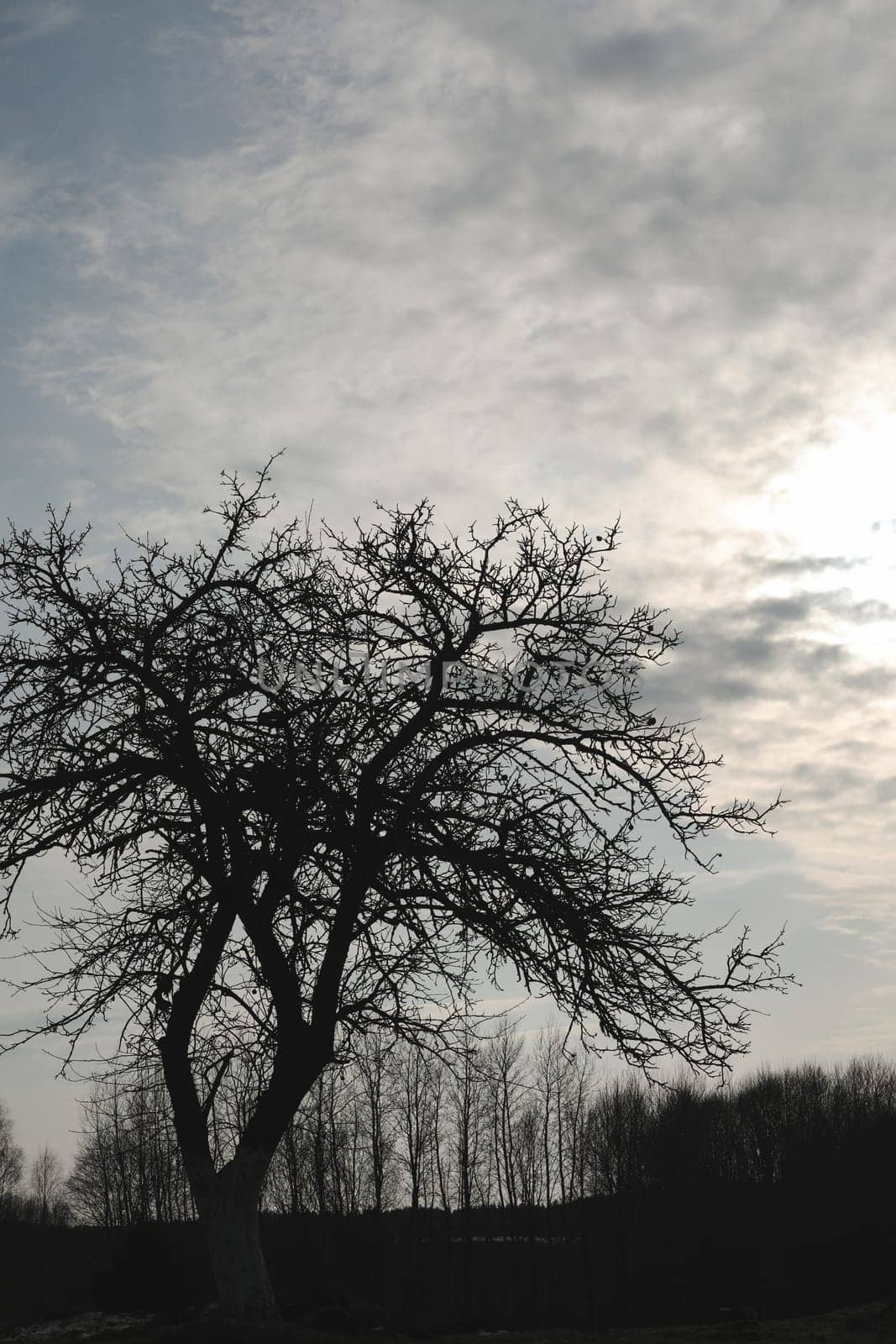 Apple Tree in early spring. View from below. melting snow in march. Early spring in the garden