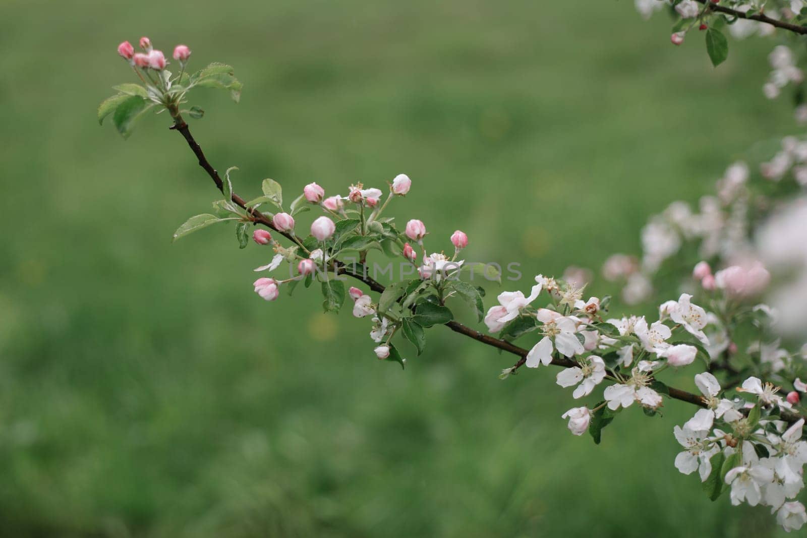 spring background with white flowers and apple leaves. Blur spring blossom background.