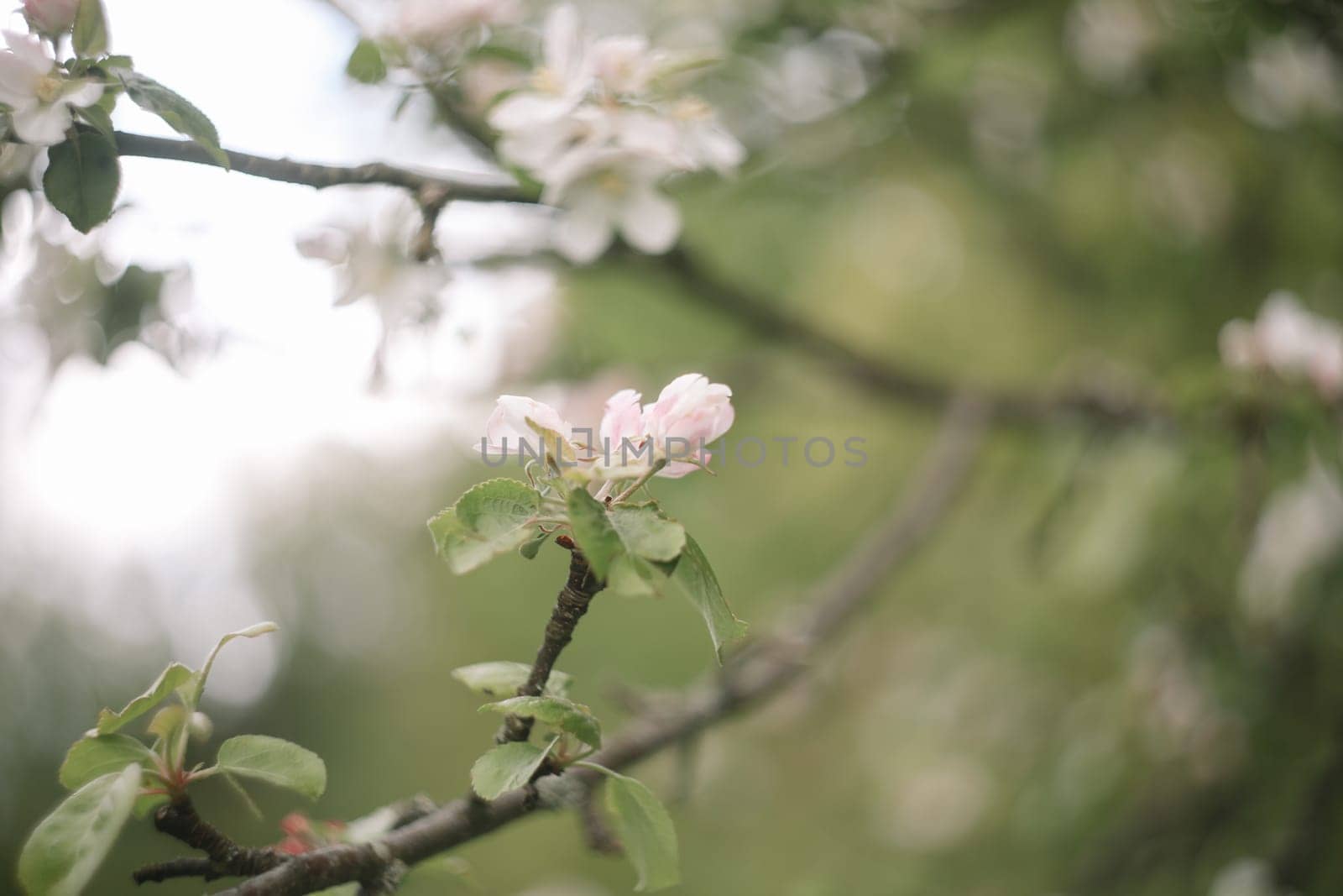 spring background with white flowers and apple leaves. Blur spring blossom background.