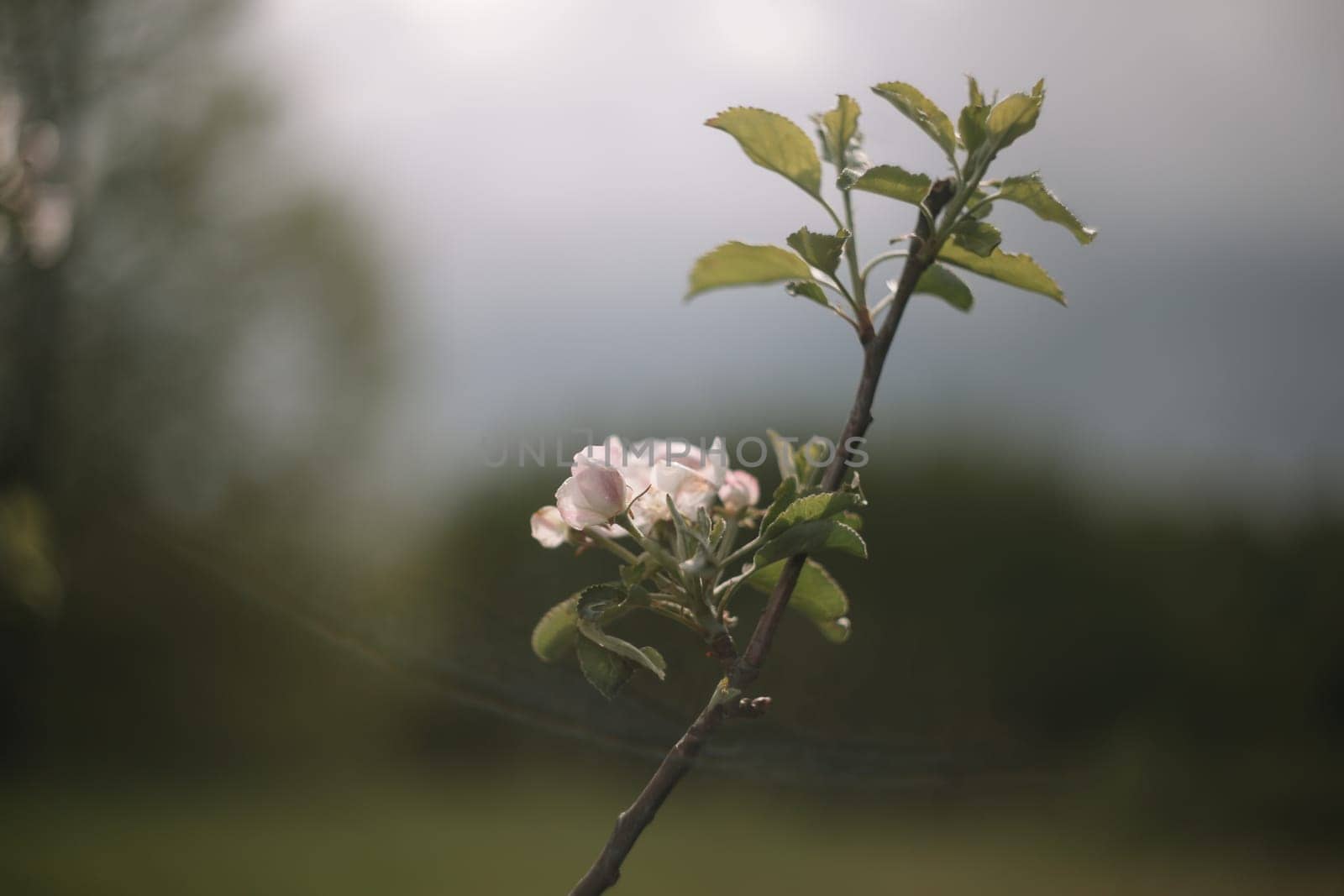 spring background with white flowers and apple leaves. Blur spring blossom background.