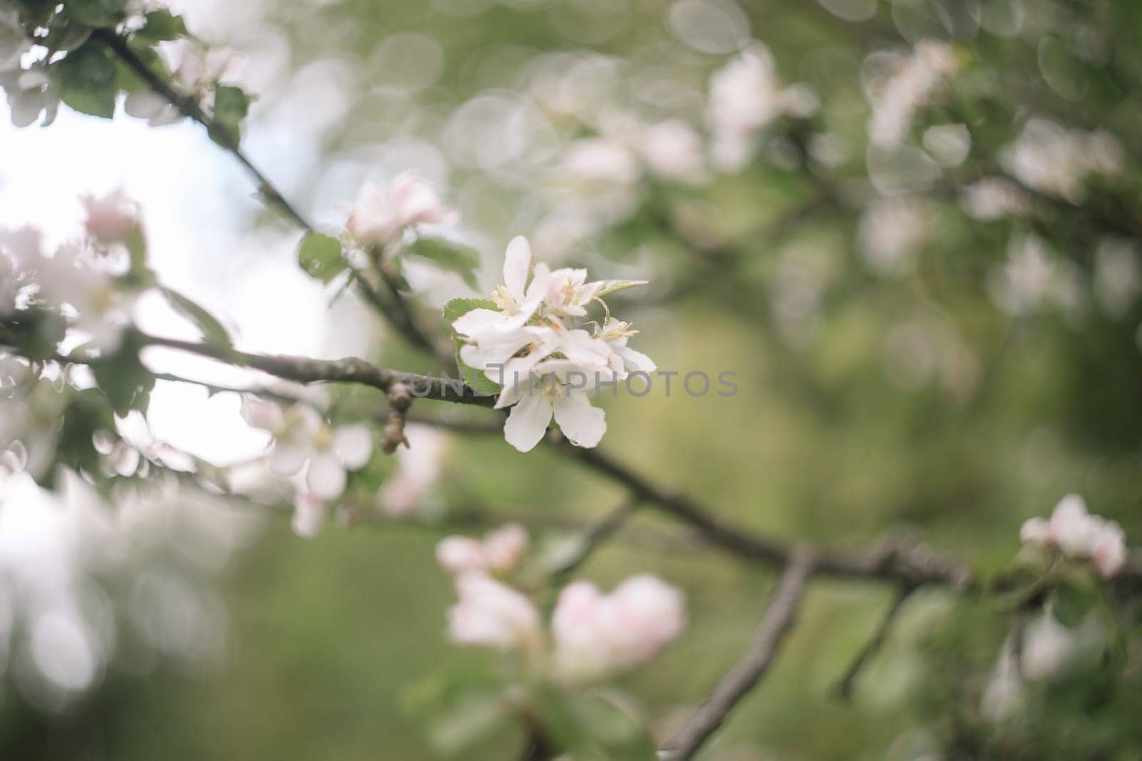 spring background with white flowers and apple leaves. Blur spring blossom background.
