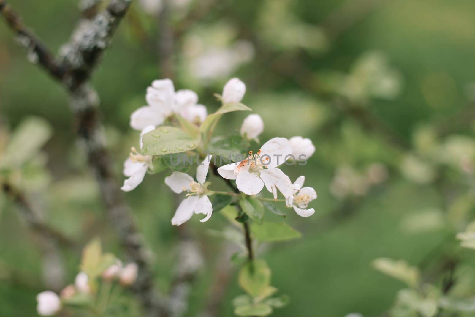 spring background with white flowers and apple leaves. Blur spring blossom background.