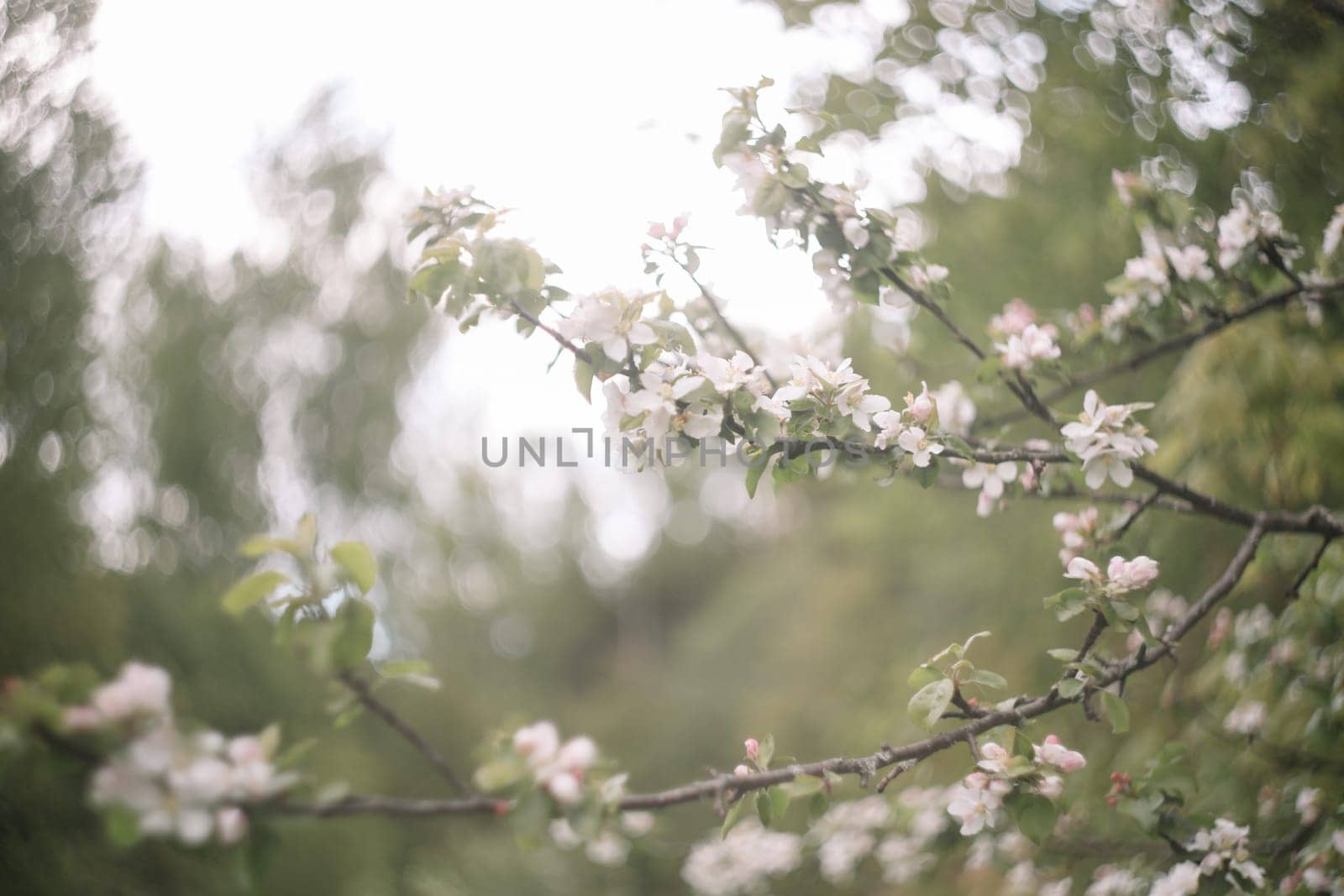 spring background with white flowers and apple leaves. Blur spring blossom background.