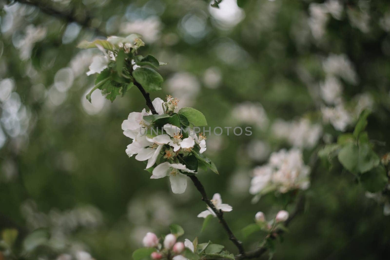 spring background with white flowers and apple leaves. Blur spring blossom background.