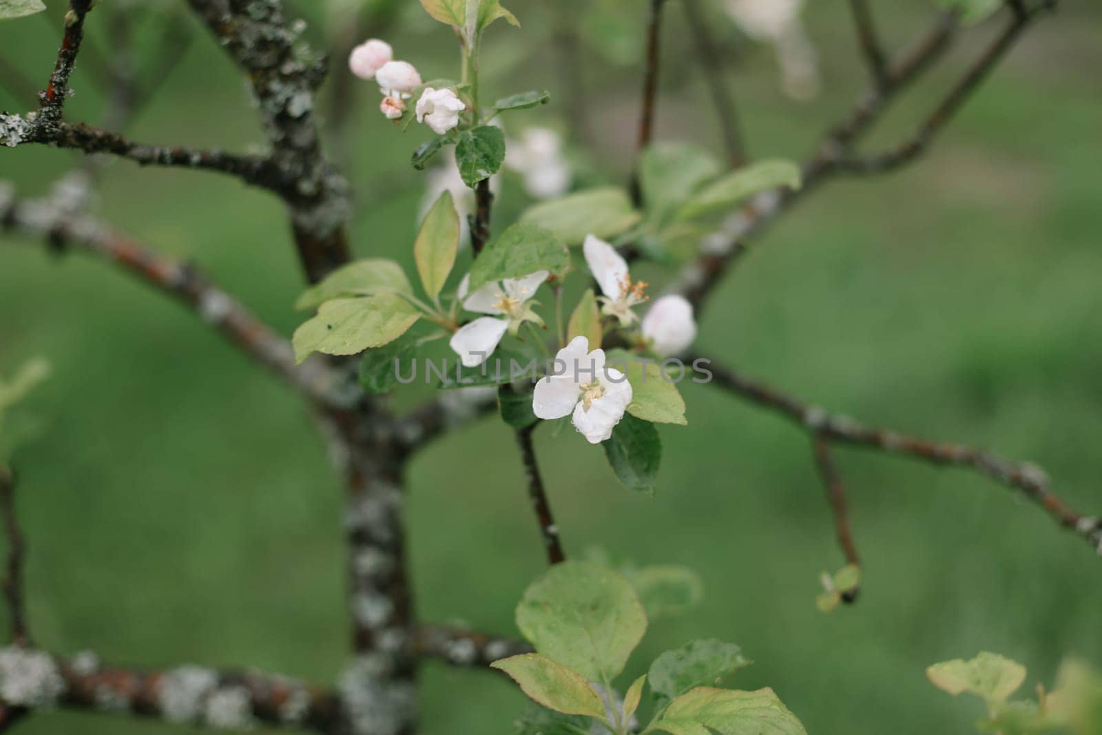 spring background with white flowers and apple leaves. Blur spring blossom background.