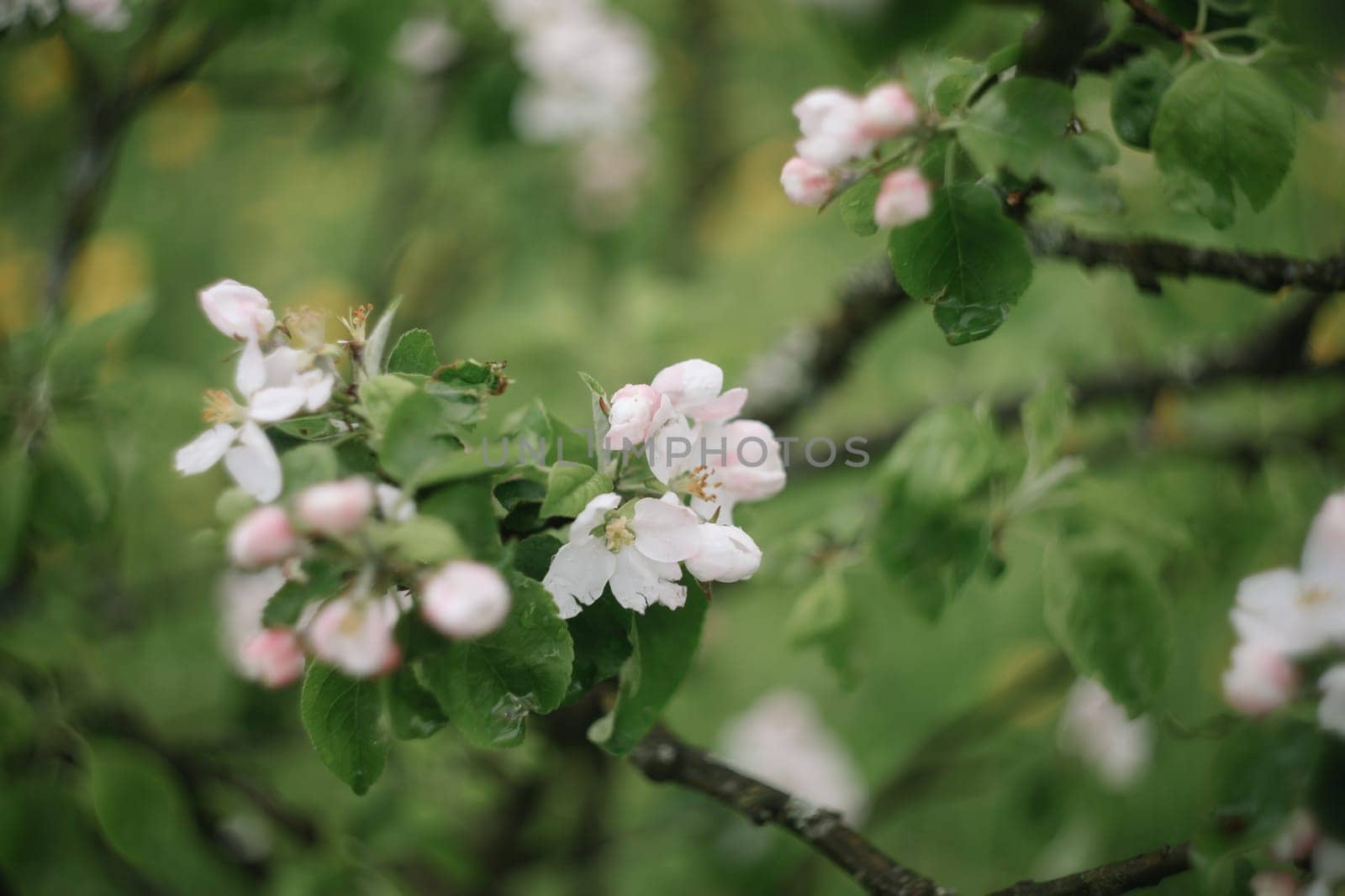 spring background with white flowers and apple leaves. Blur spring blossom background.