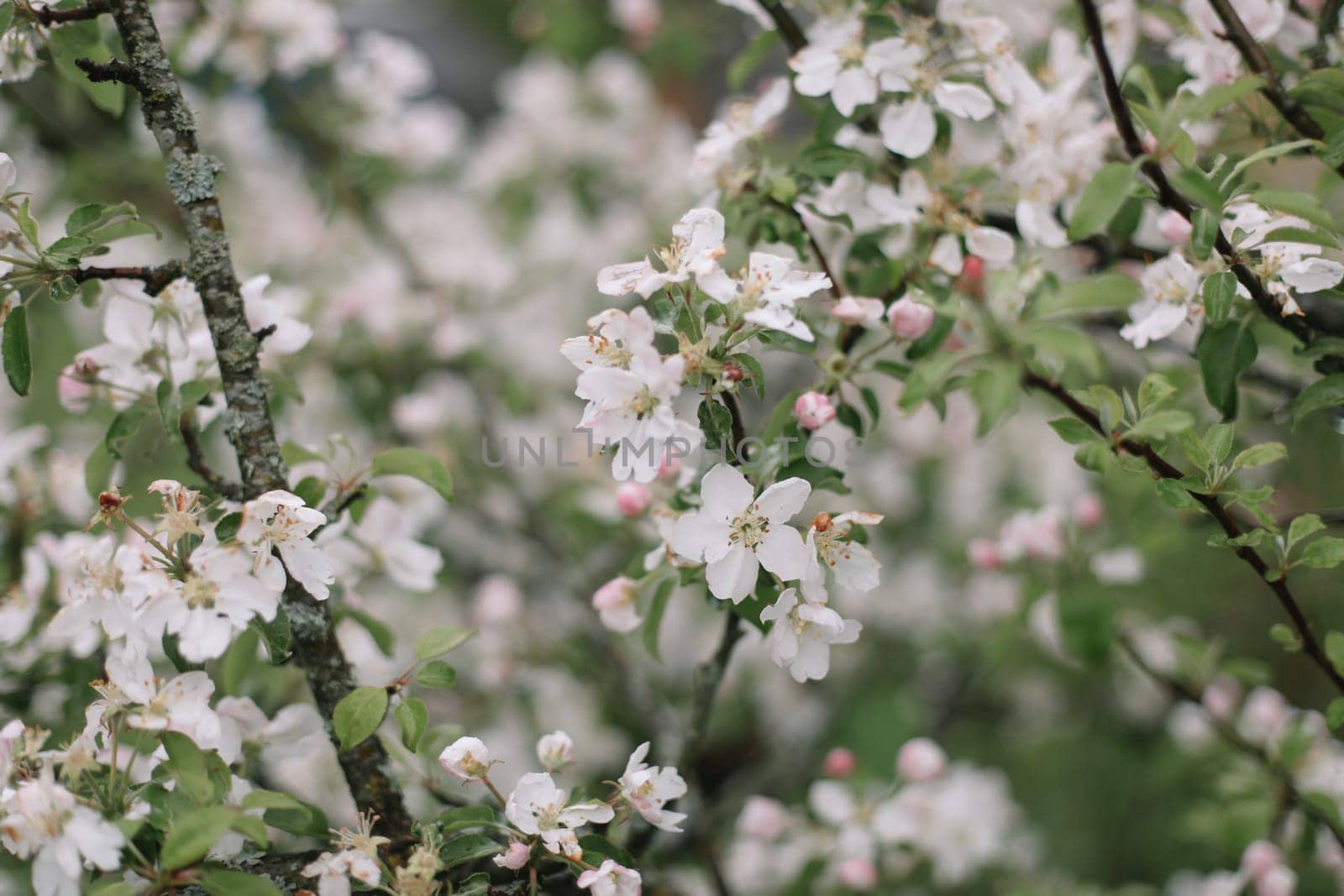 spring background with white flowers and apple leaves. Blur spring blossom background.