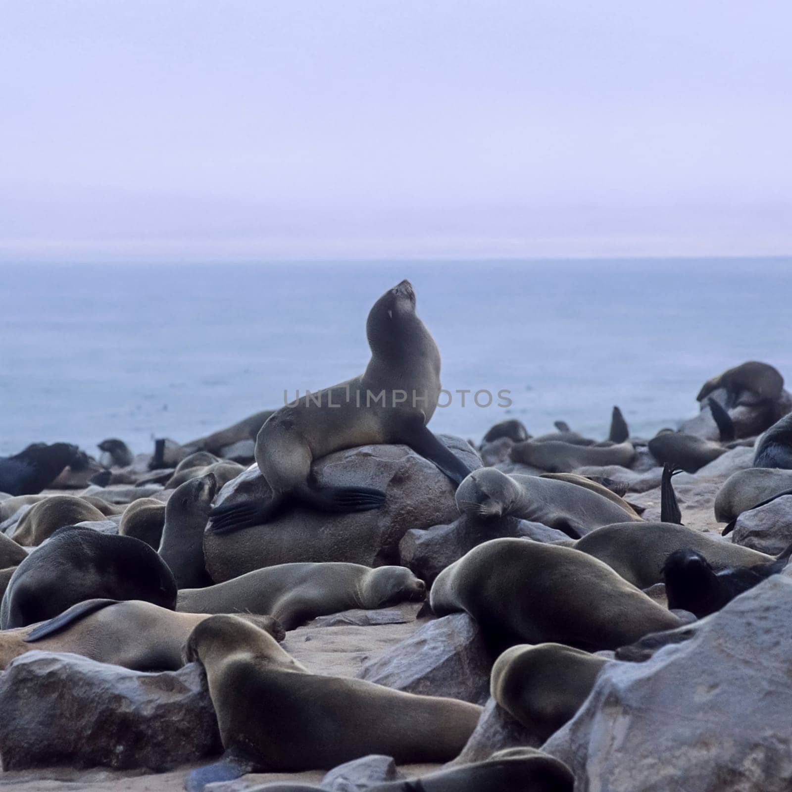 Cape Fur Seal, (Arctocephalus pusillus), Africa, Namibia, Erongo, Cape Cross