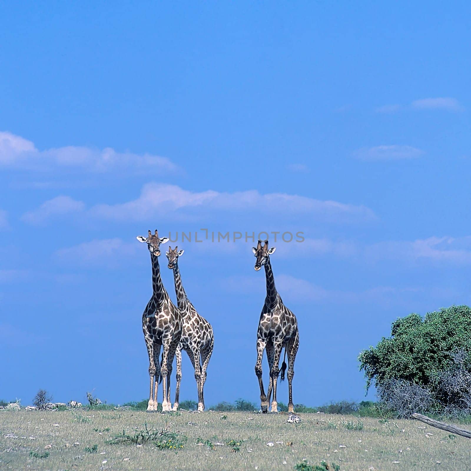 Giraffe, (Giraffa camelopardalis), Africa, Namibia, Oshikoto, Etosha National Park