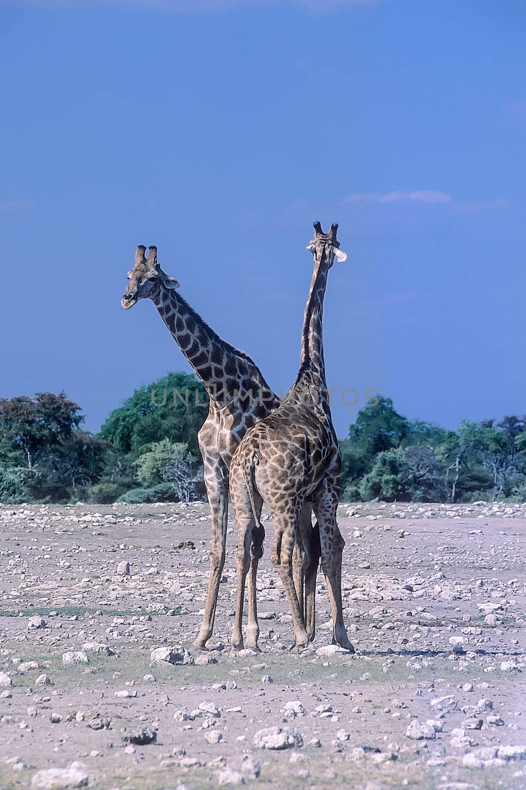 Giraffe, (Giraffa camelopardalis), Africa, Namibia, Oshikoto, Etosha National Park