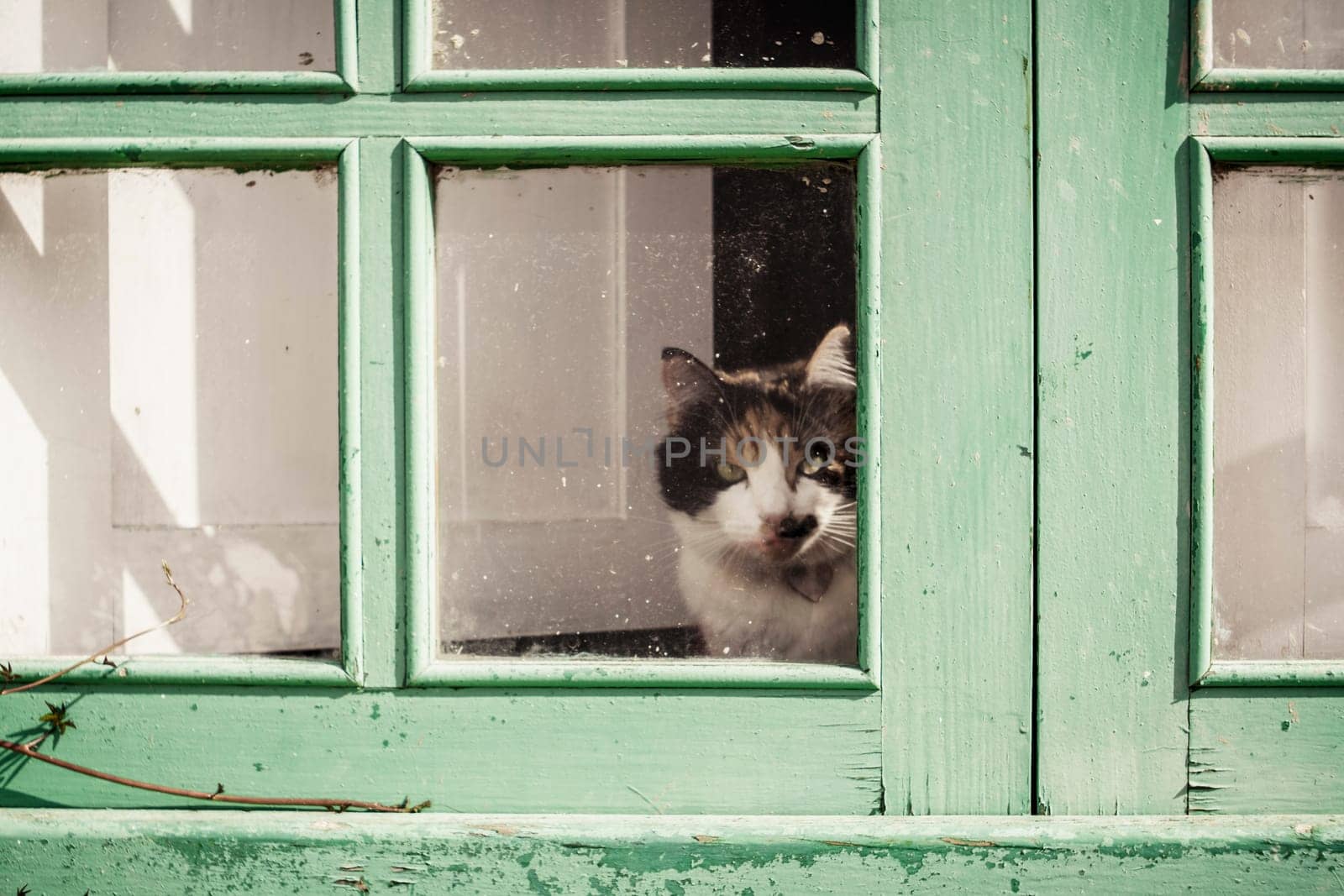Domestic housecat looking through the glass of a weathered green window