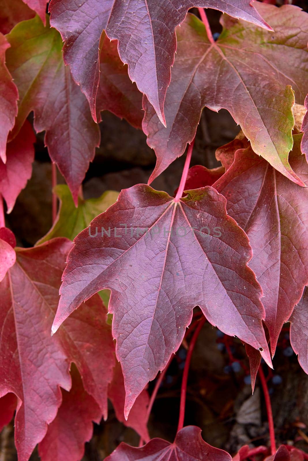 Detail of green and red ivy leaves. by raul_ruiz
