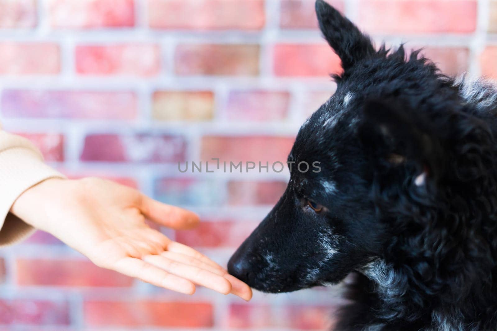 Woman feeding mudi dog on a studio or at home, closeup