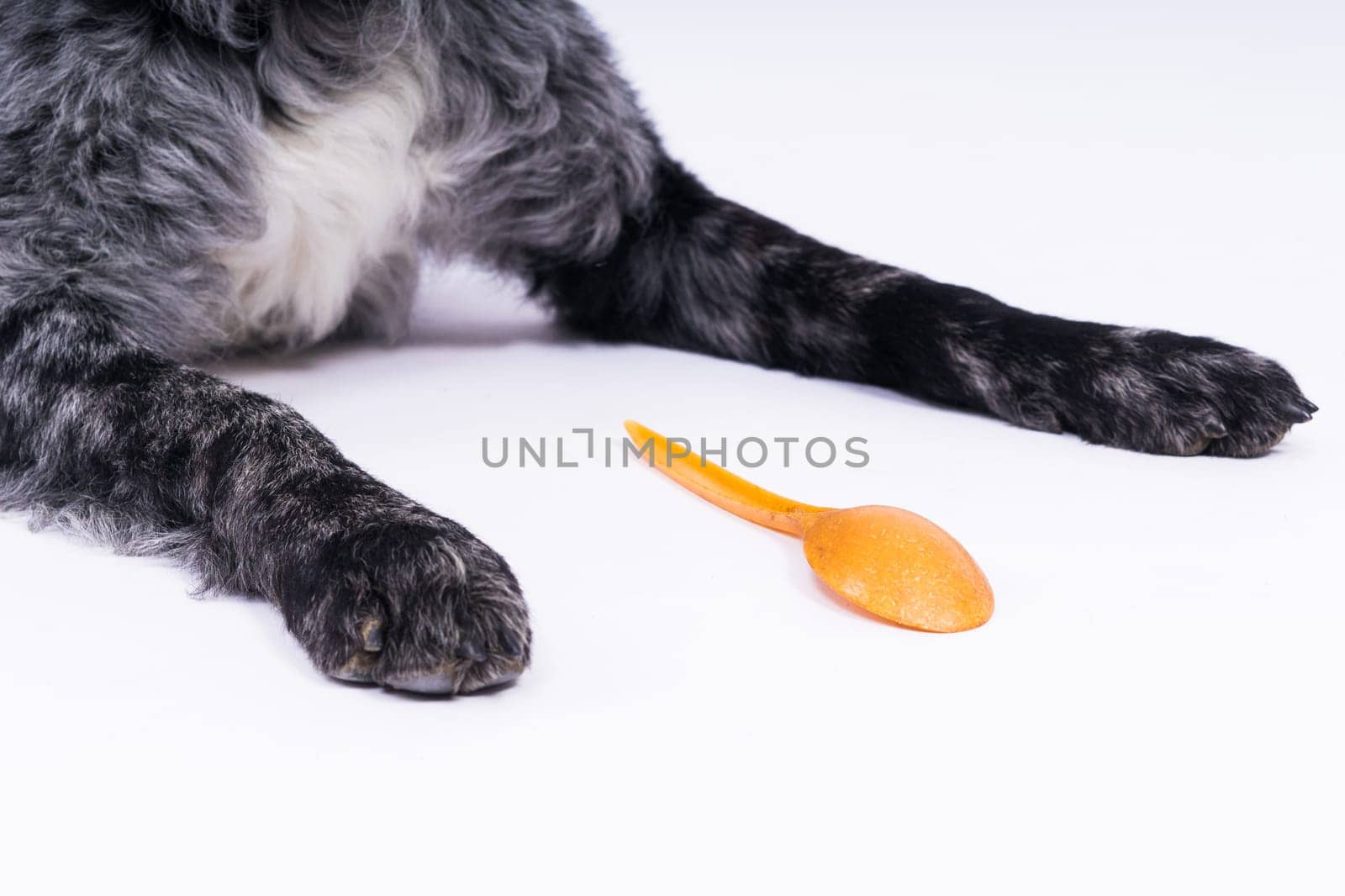 Woman feeding mudi dog on a studio or at home, closeup